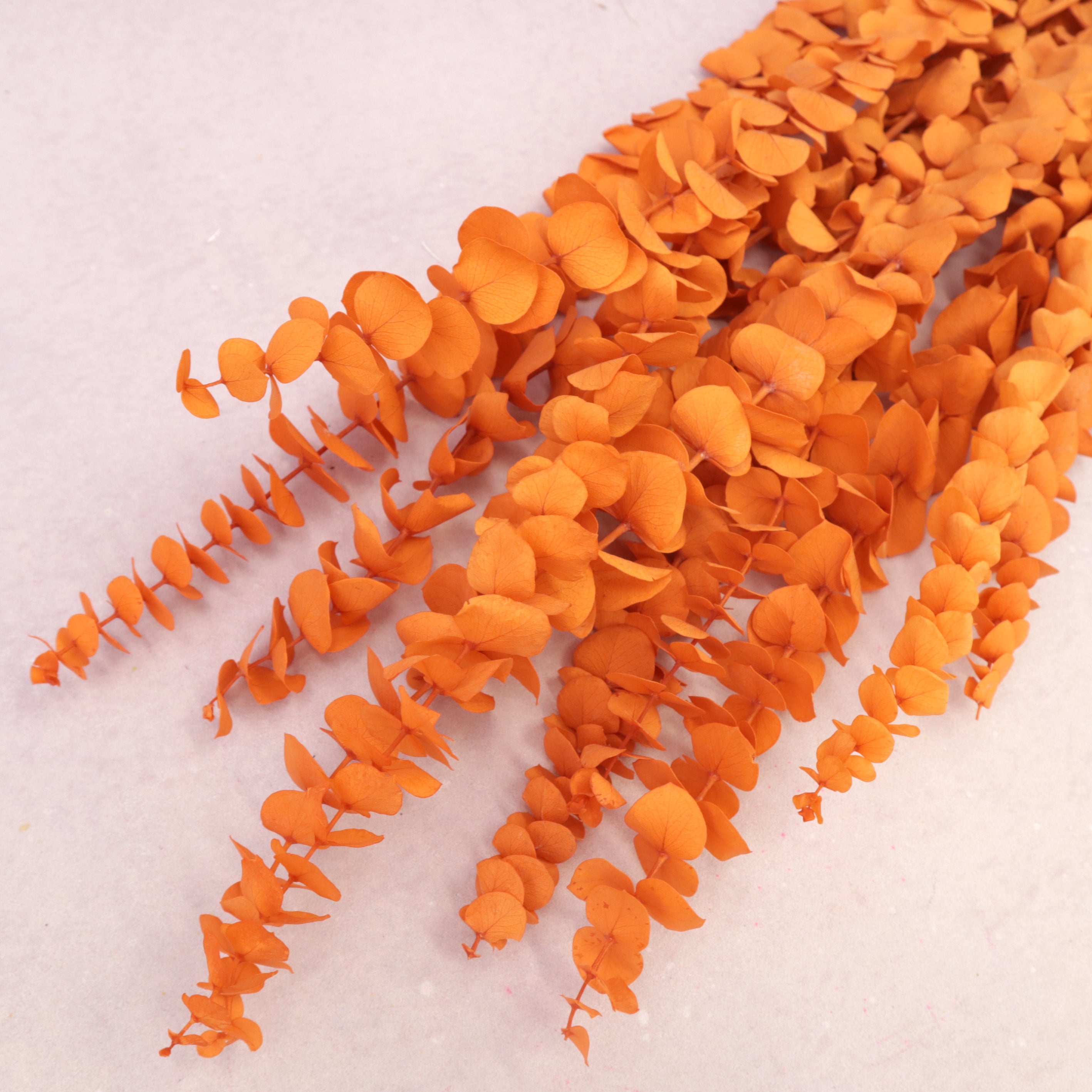 Dollar Gum Orange