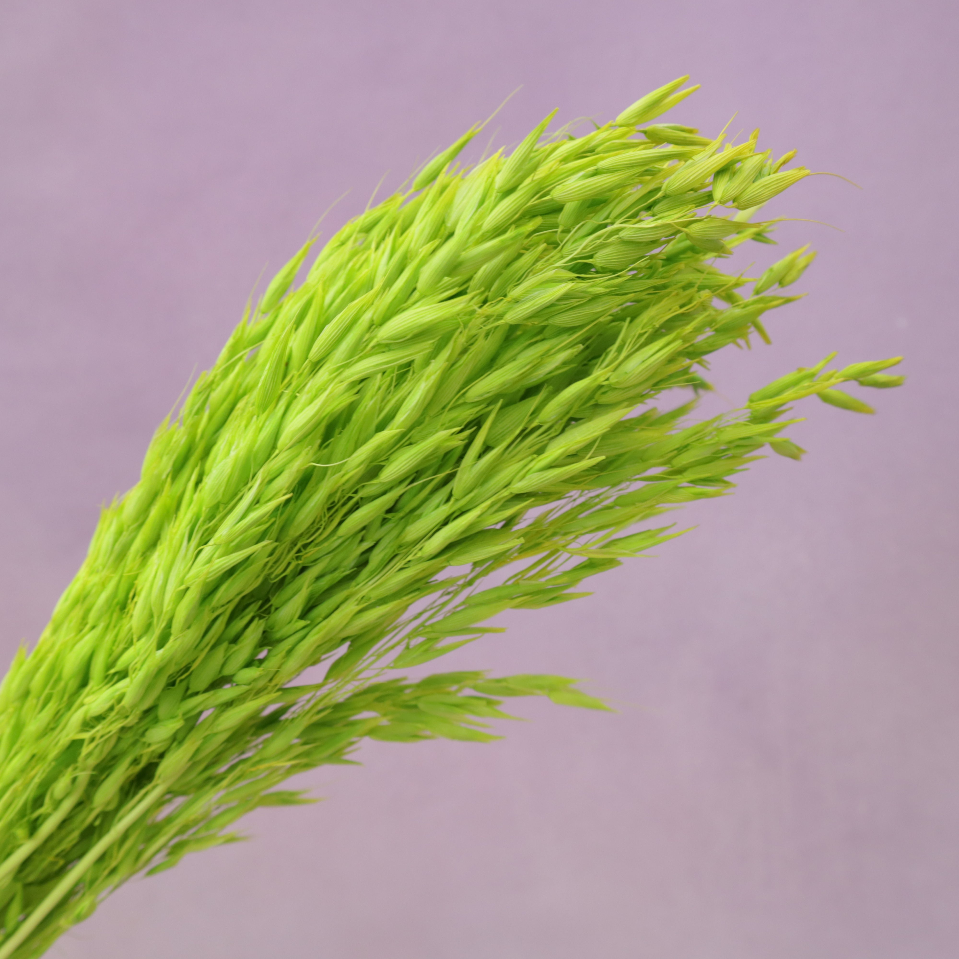 Dried Oat Lime Green