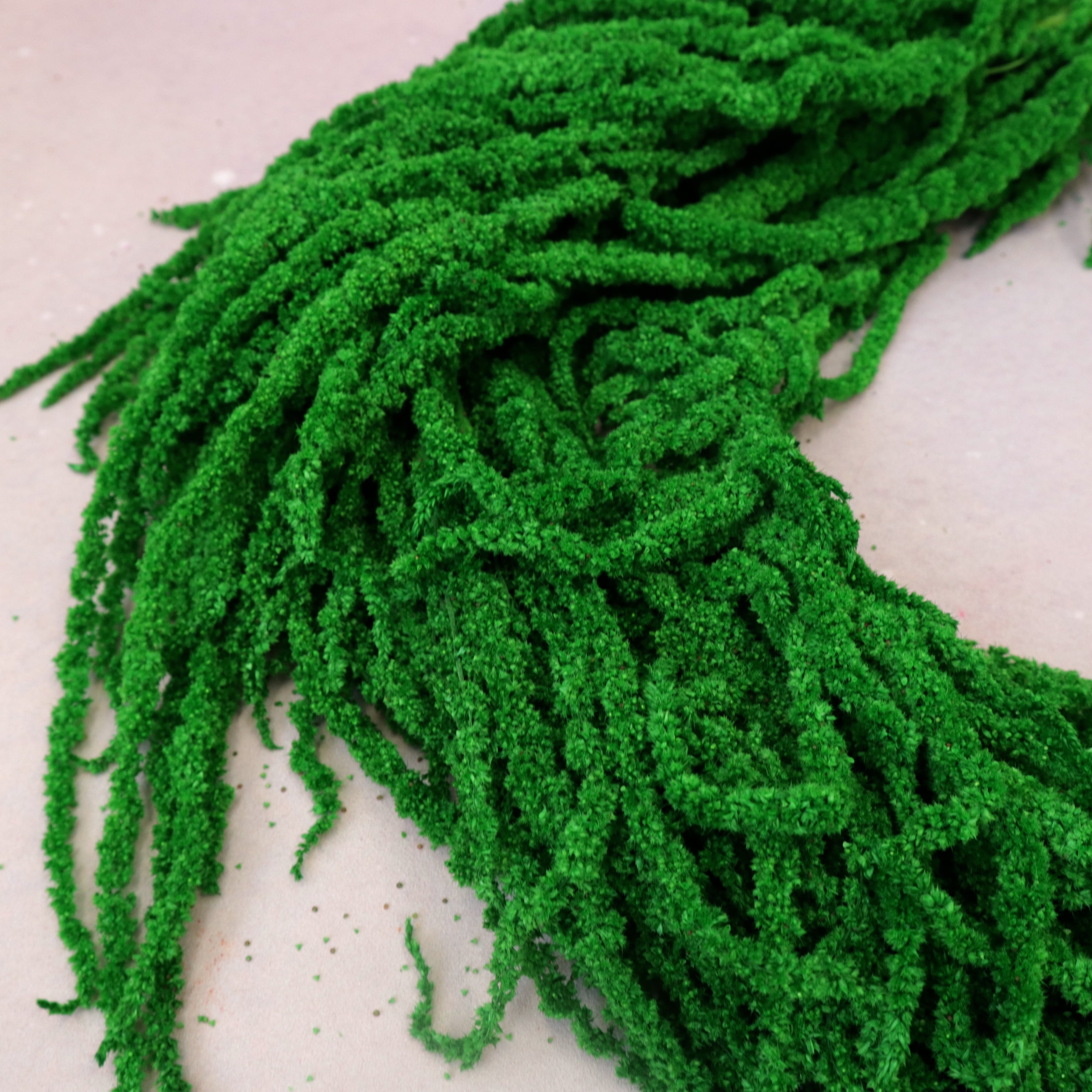 Amaranthus Emerald Green