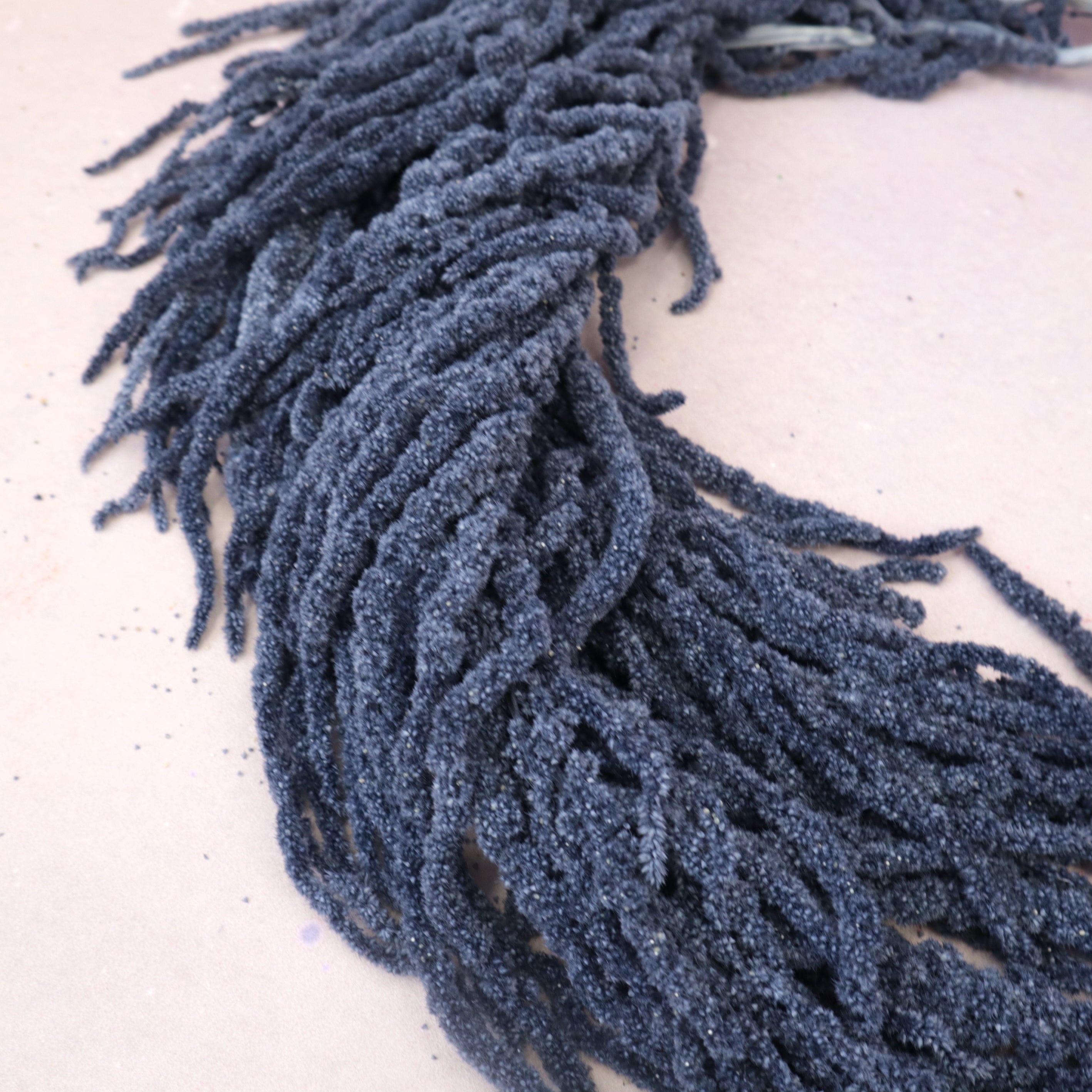 Amaranthus Dusty Blue