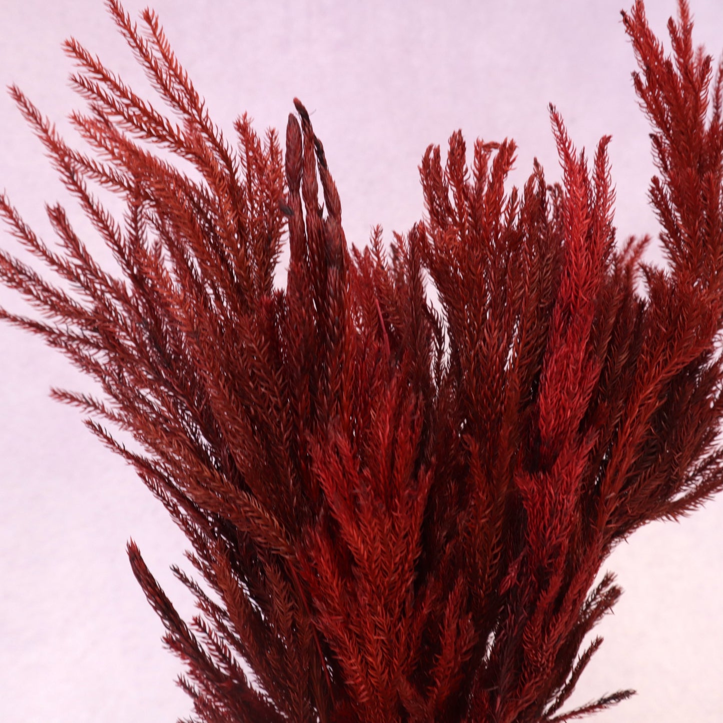 Preserved Lycopodium Red