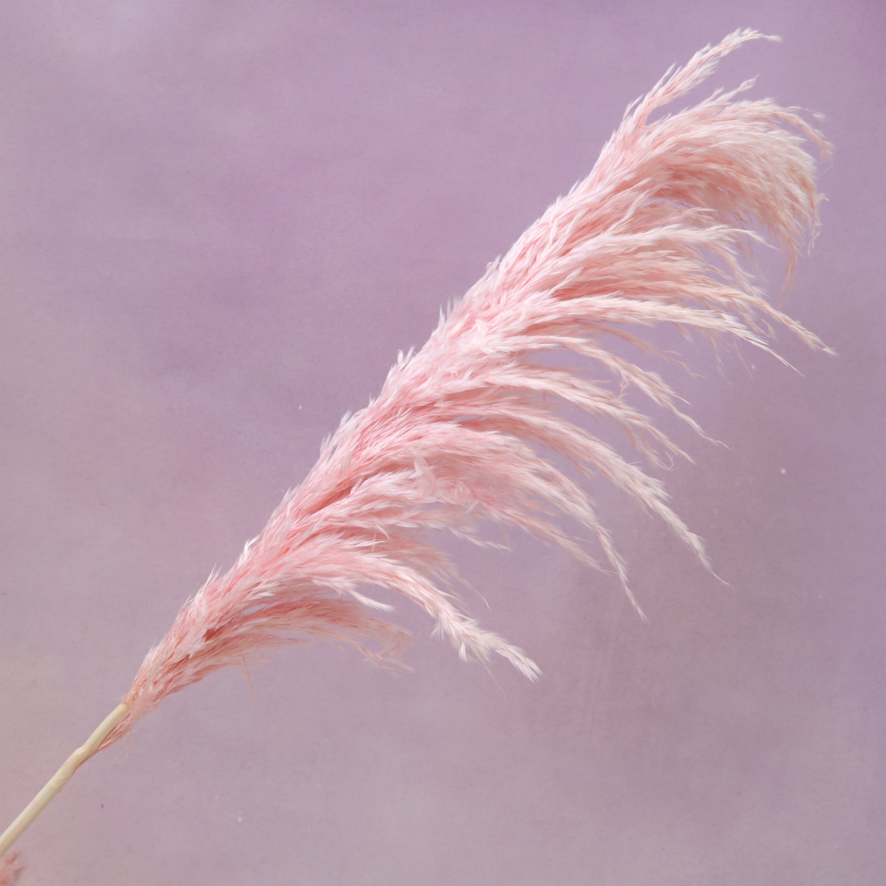 Pampas Grass Colored