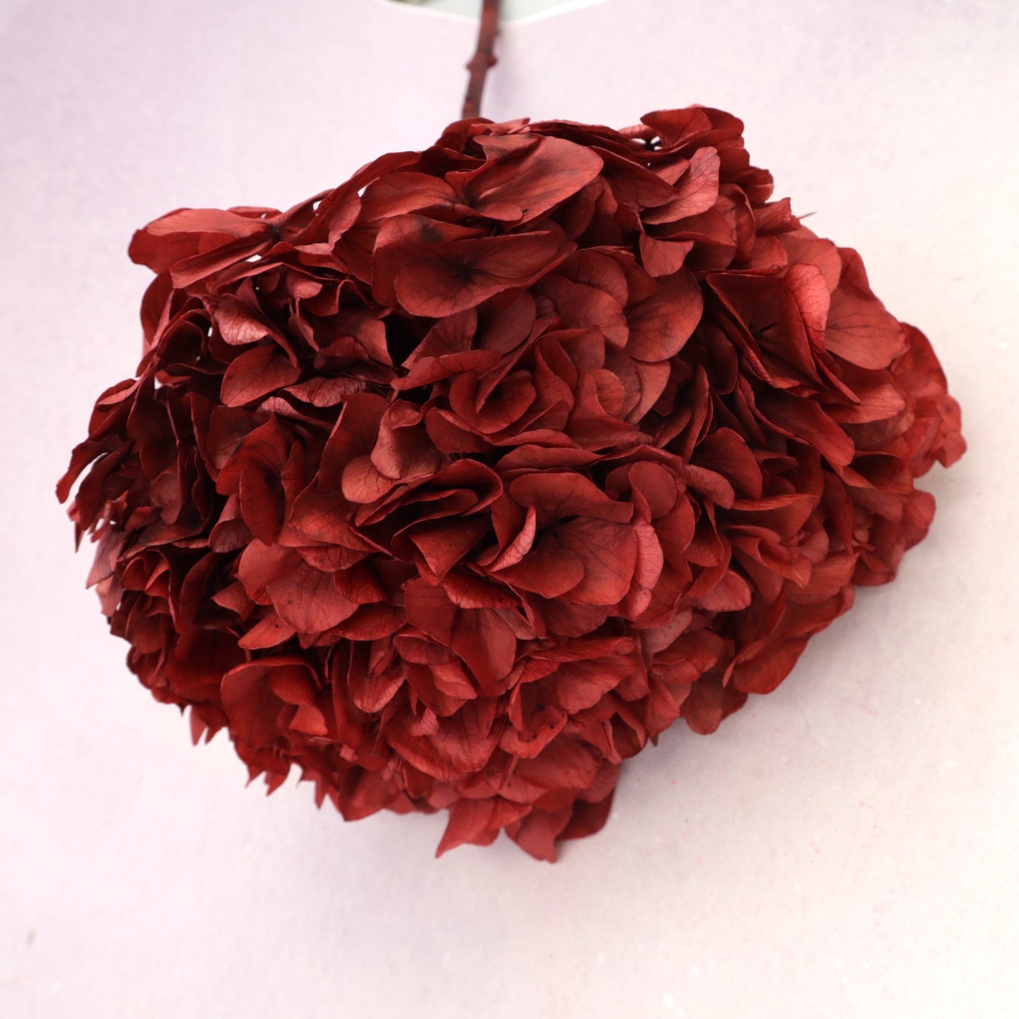 Hydrangea Bigleaf Deep Red