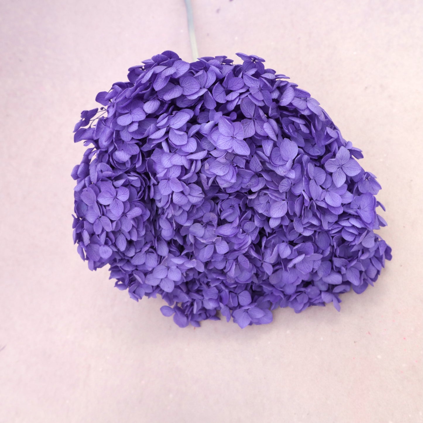 Annabelle Hydrangea Iris Purple