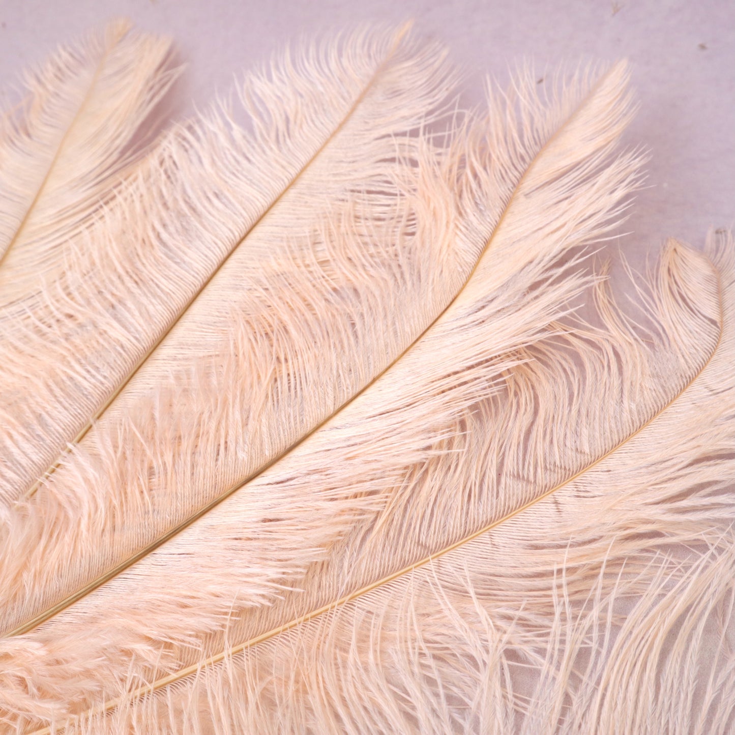 5 pcs Ostrich Feathers Champagne