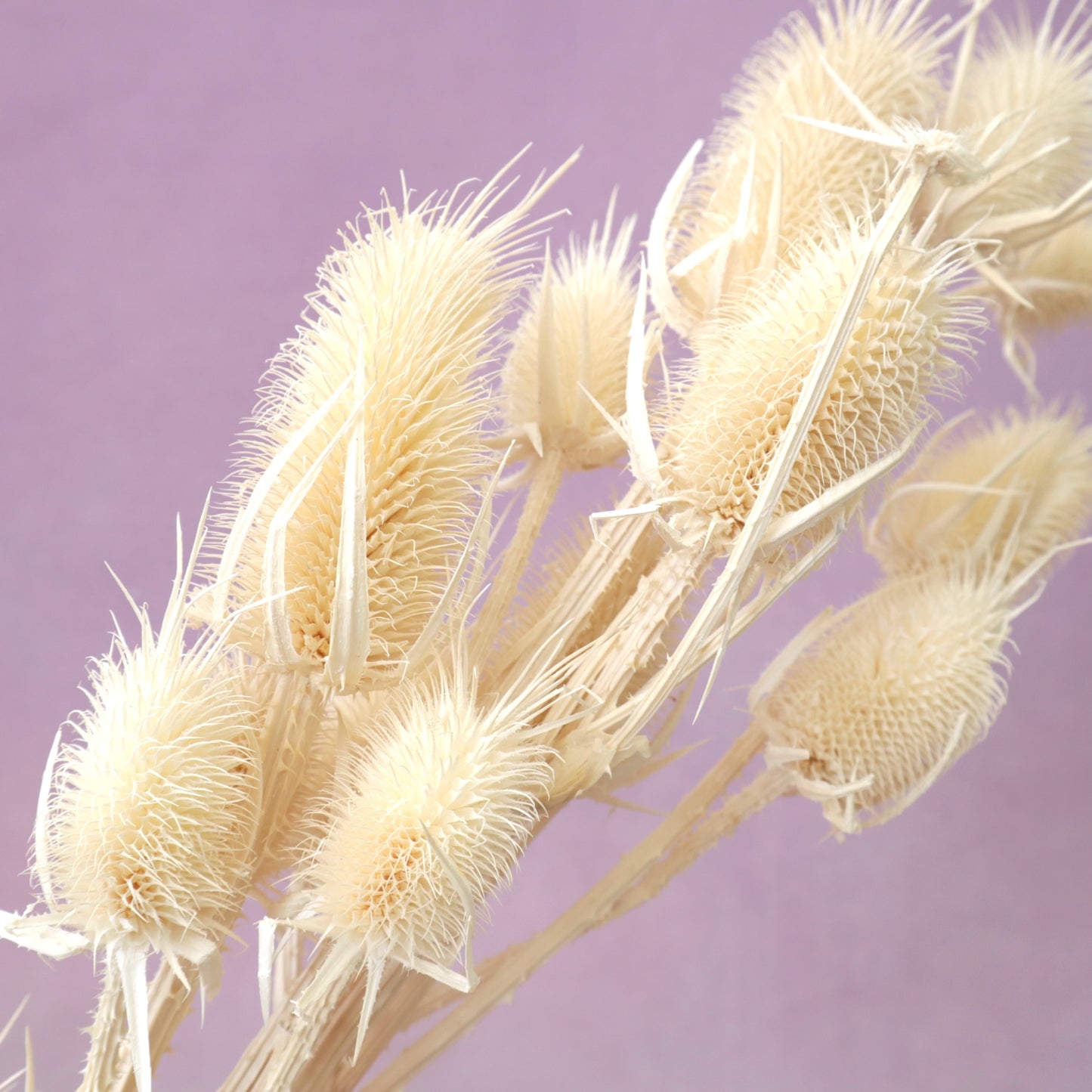 Thistle Creamy White