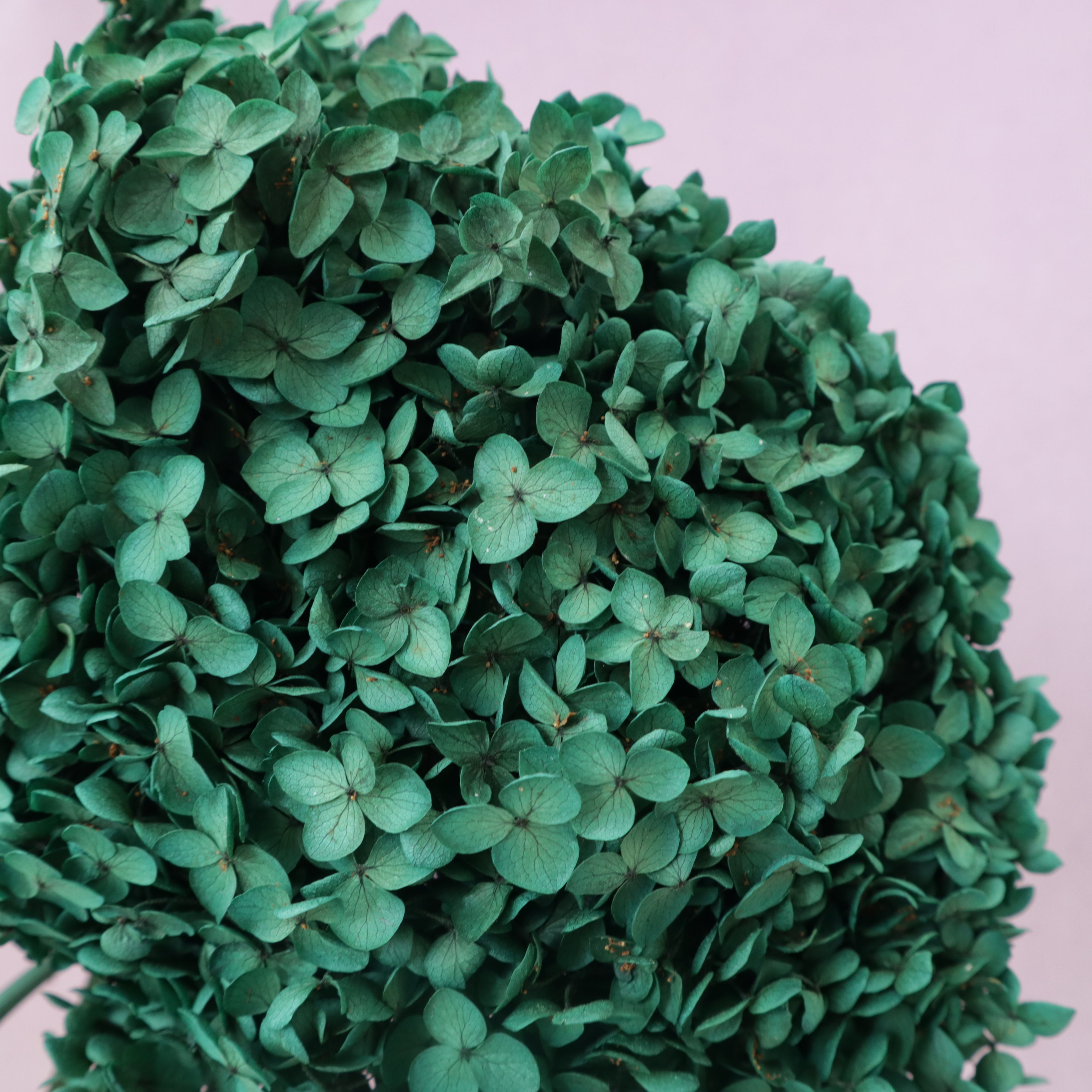 Annabelle Hydrangea Deep Emerald Green