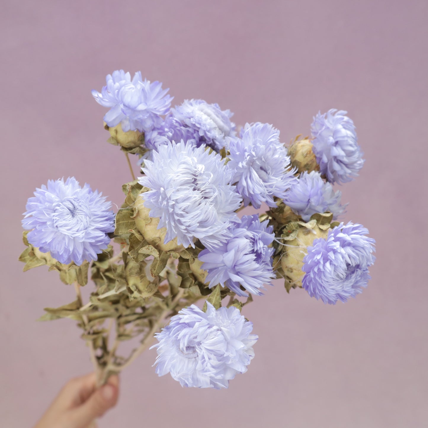 Strawflower Lavender Purple