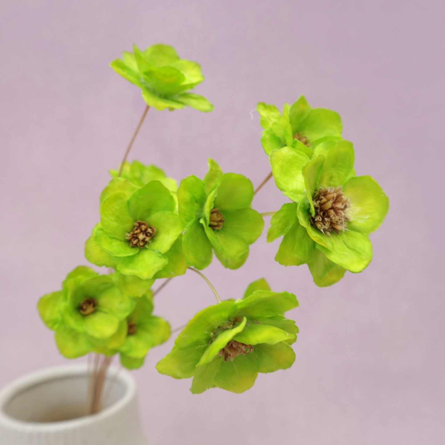 Sola Anemone Flower Tender Green