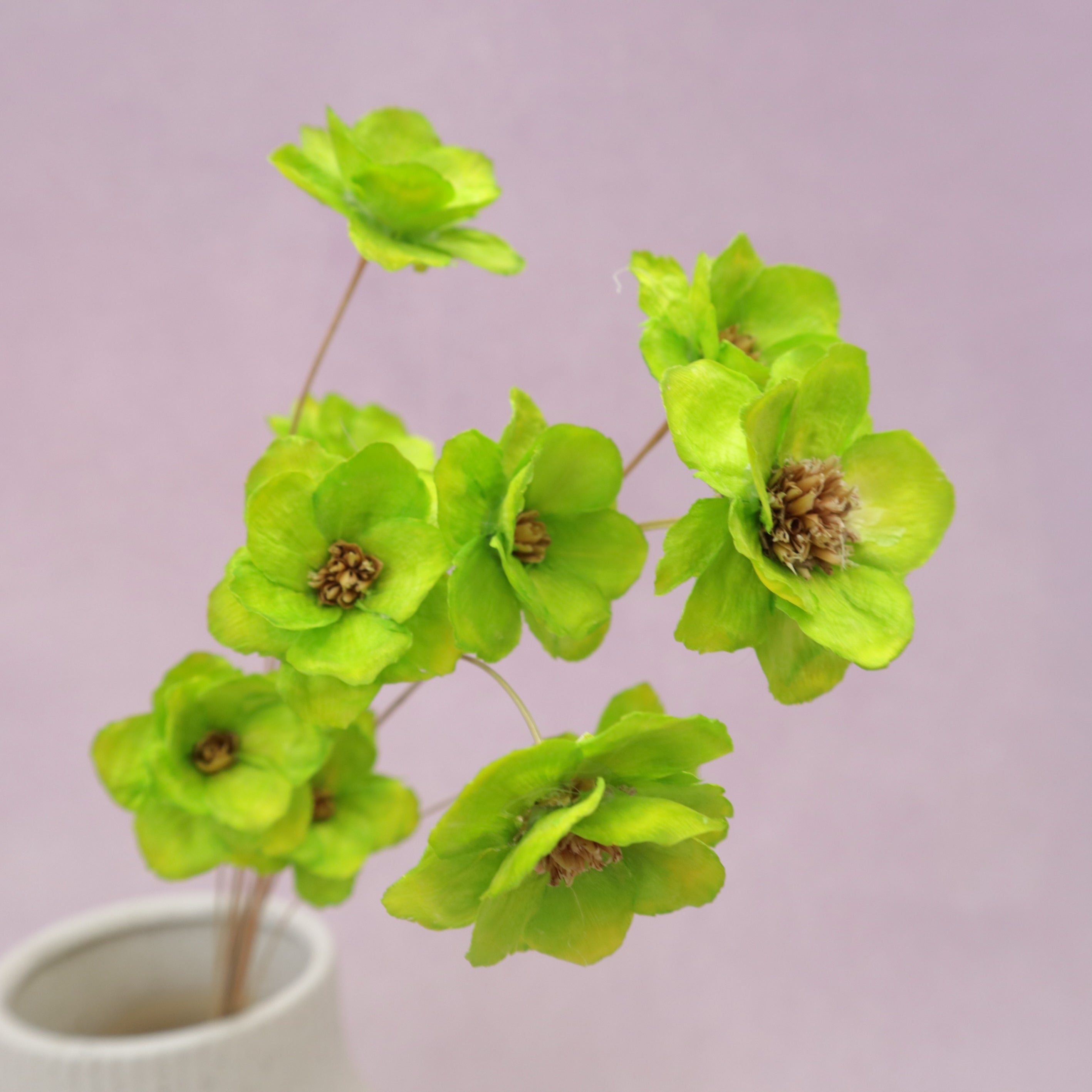 Sola Anemone Flower Tender Green