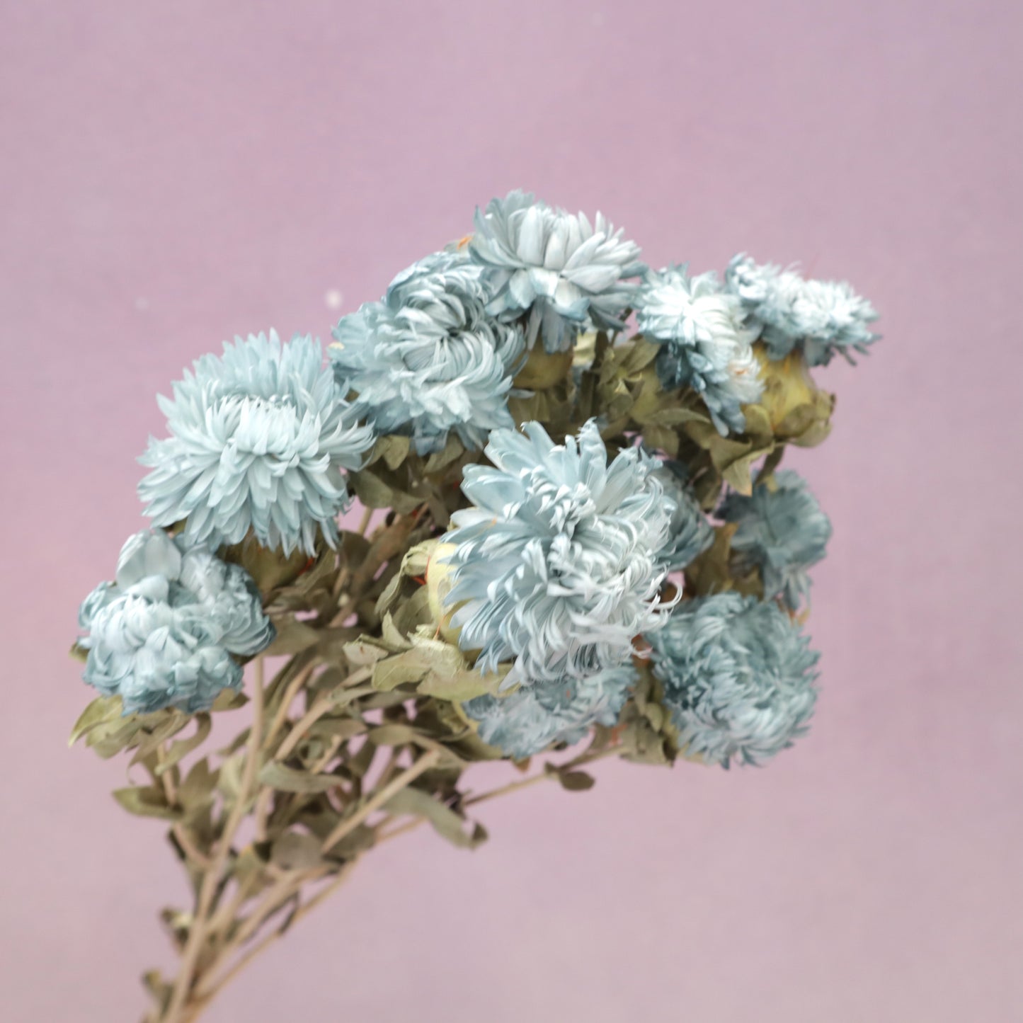 Strawflower Dusty Blue