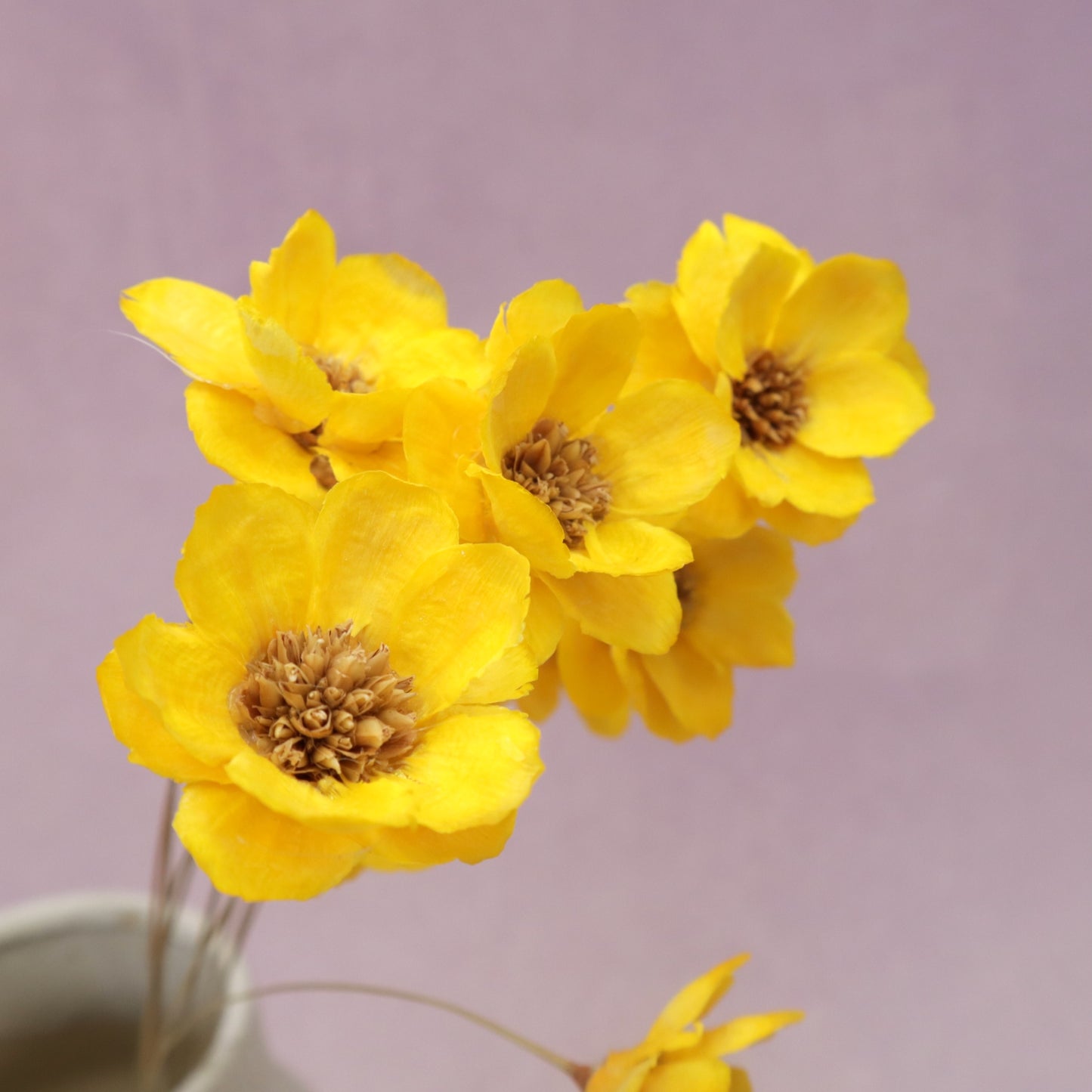 Sola Anemone Flower Yellow