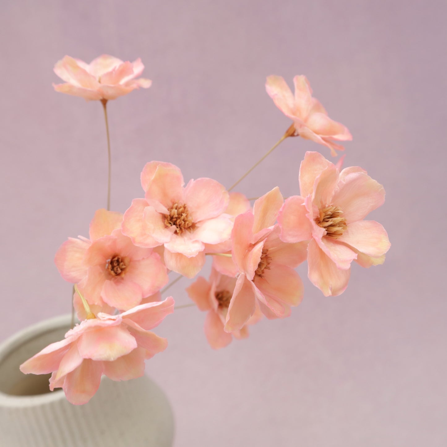 Sola Anemone Flower Light Pink