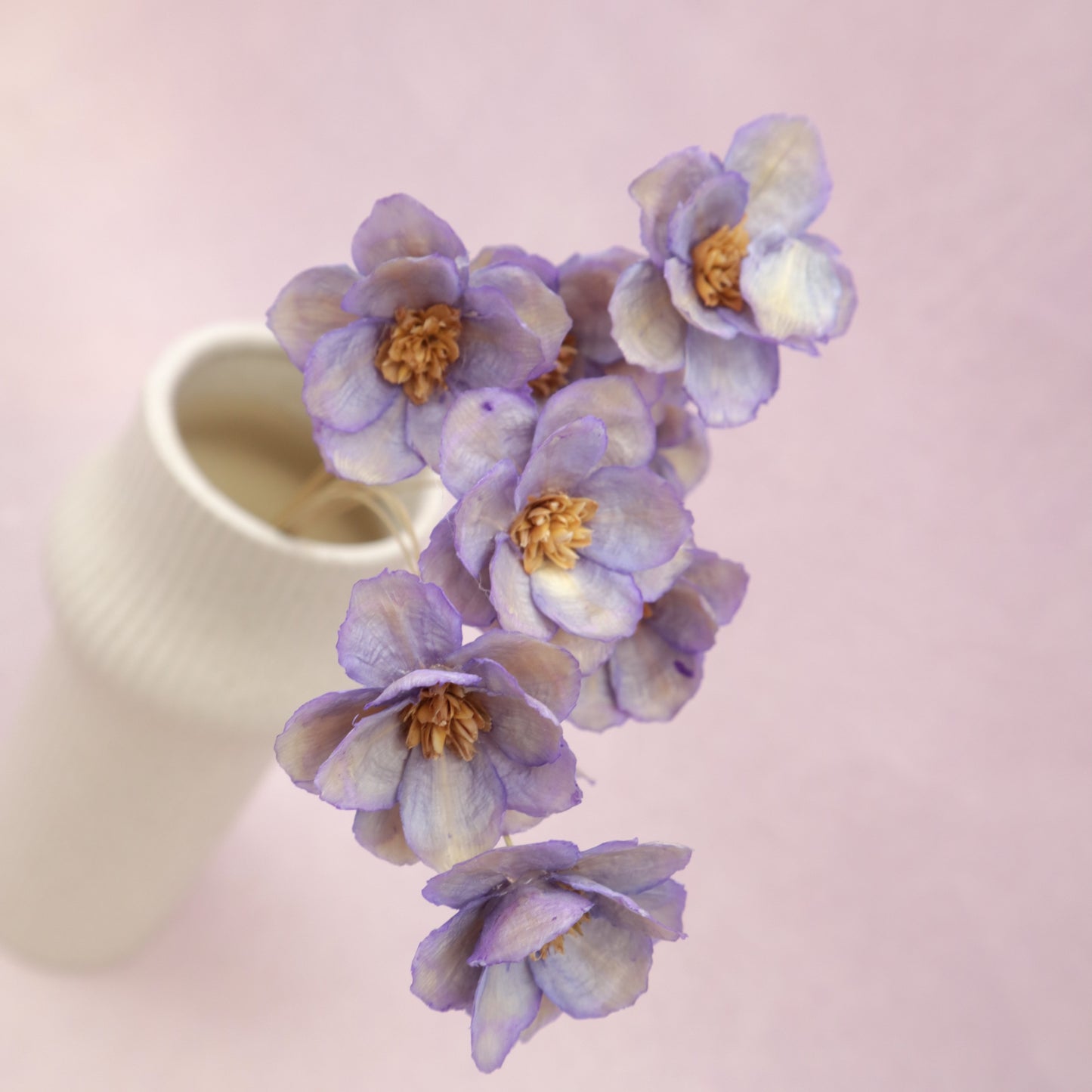 Sola Anemone Flower Purple