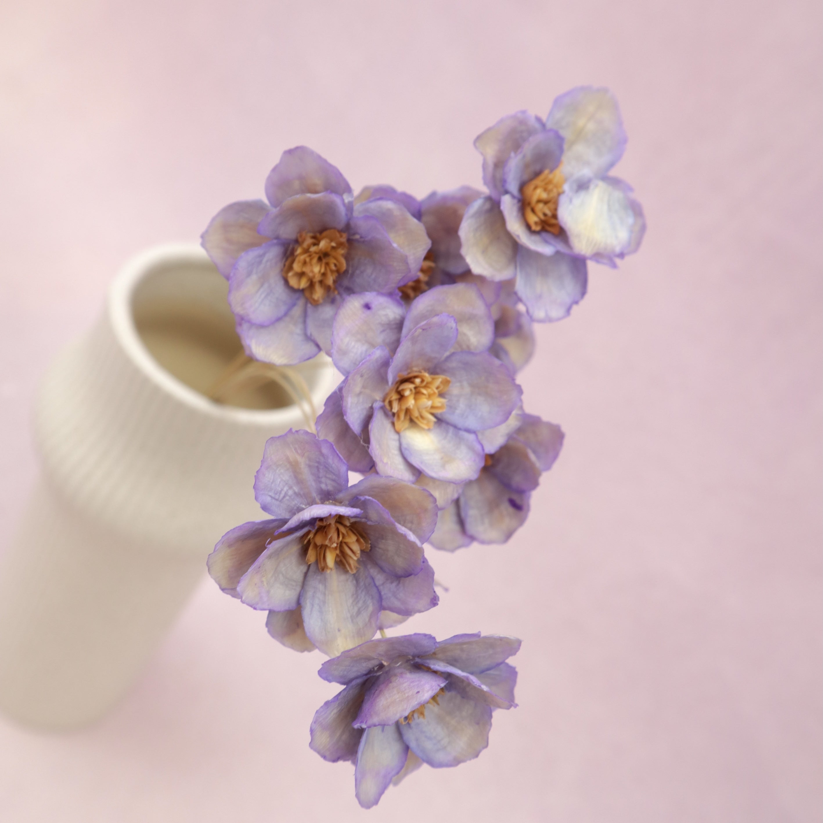 Sola Anemone Flower Purple