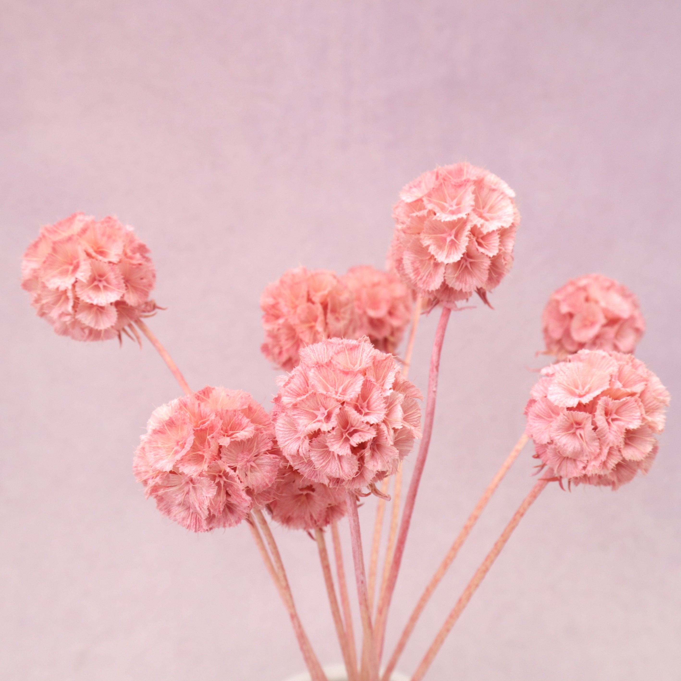 Scabiosa Rose Pink