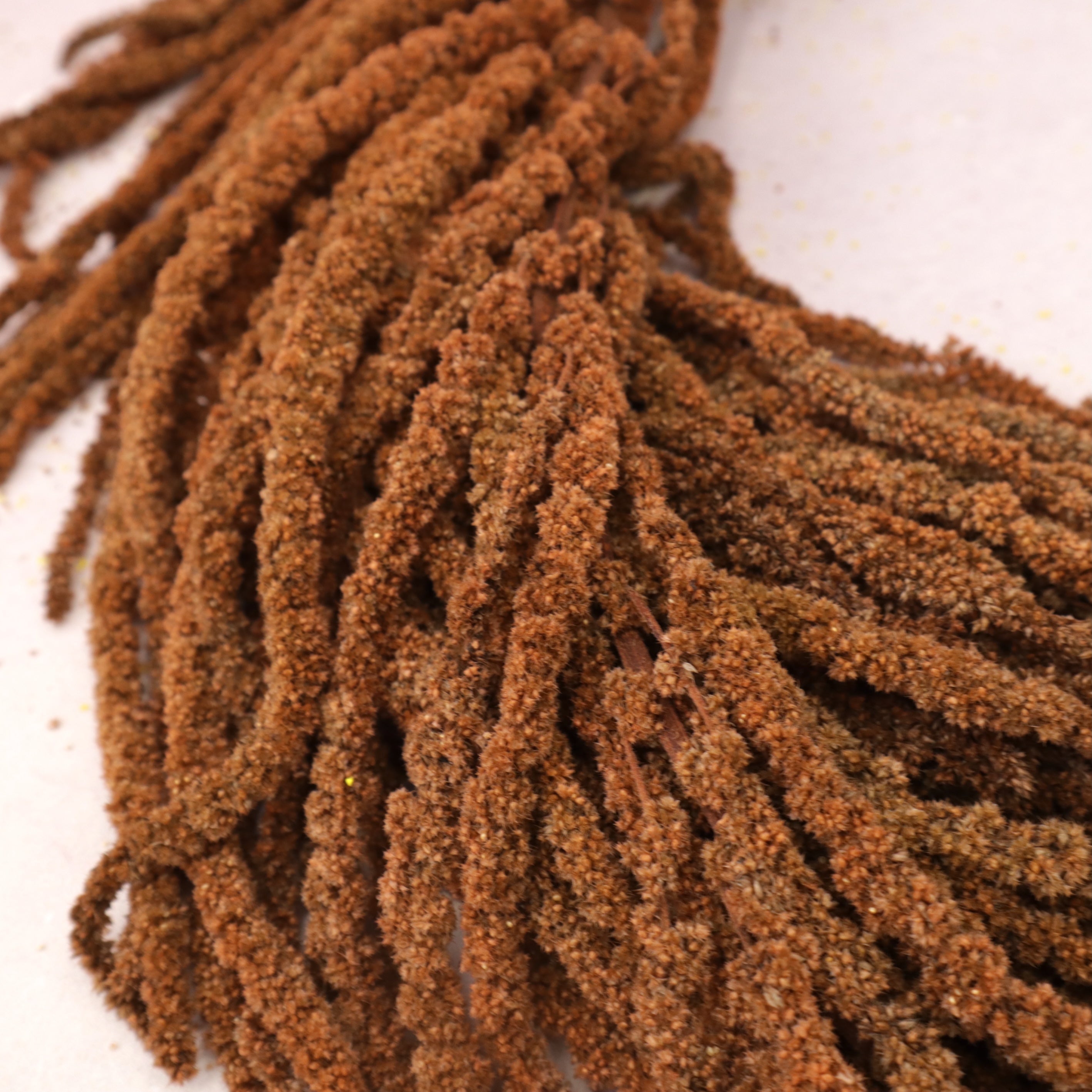Amaranthus Caramel
