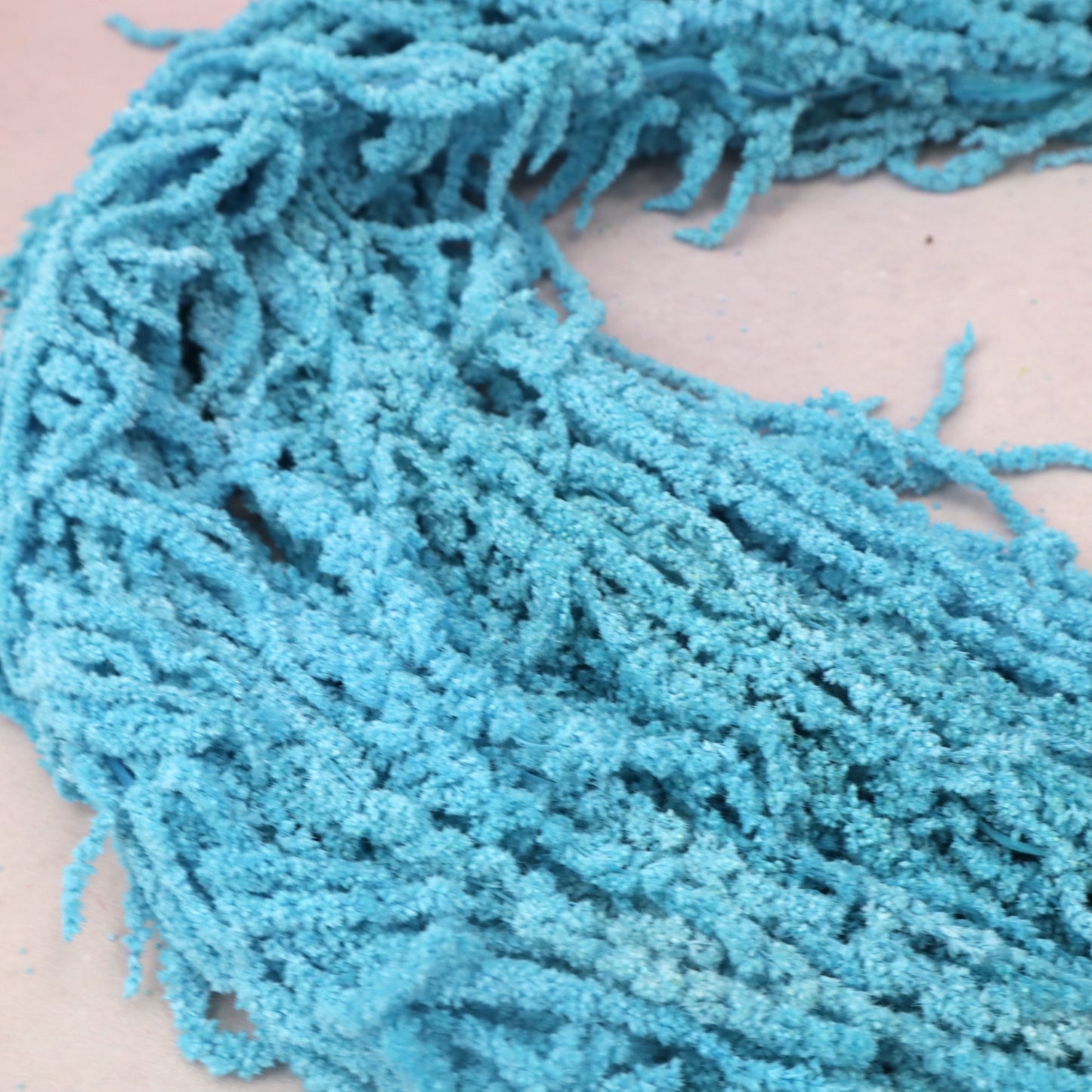 Amaranthus Cyan Blue