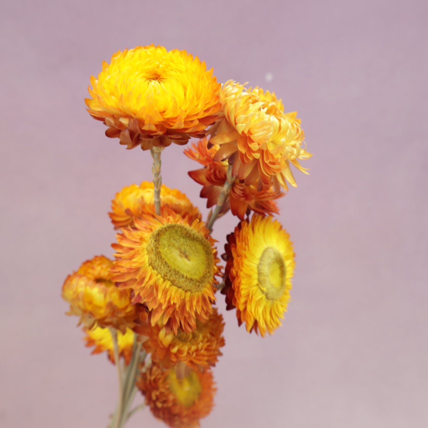 Strawflowers Sunset Yellow