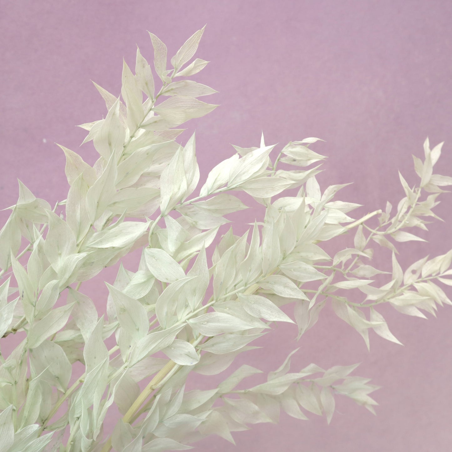 Italian Ruscus Pastel Mint (clearance)