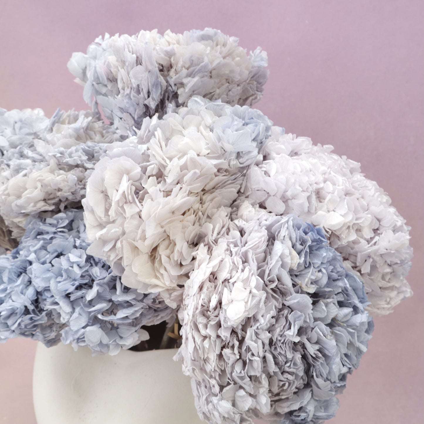 Hydrangea Bigleaf Grey Blue (clearance)