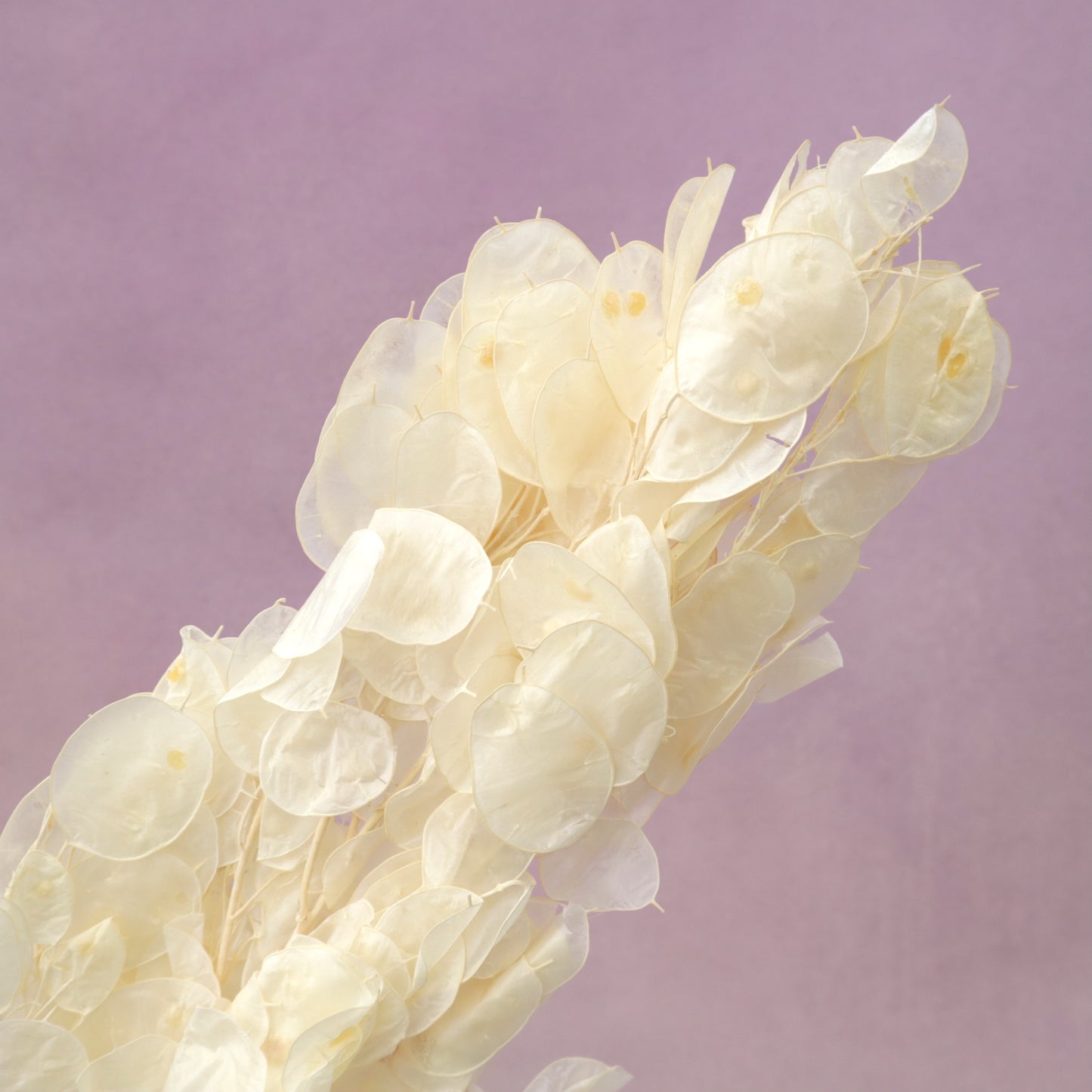 Honesty (Lunaria Annua) Creamy White