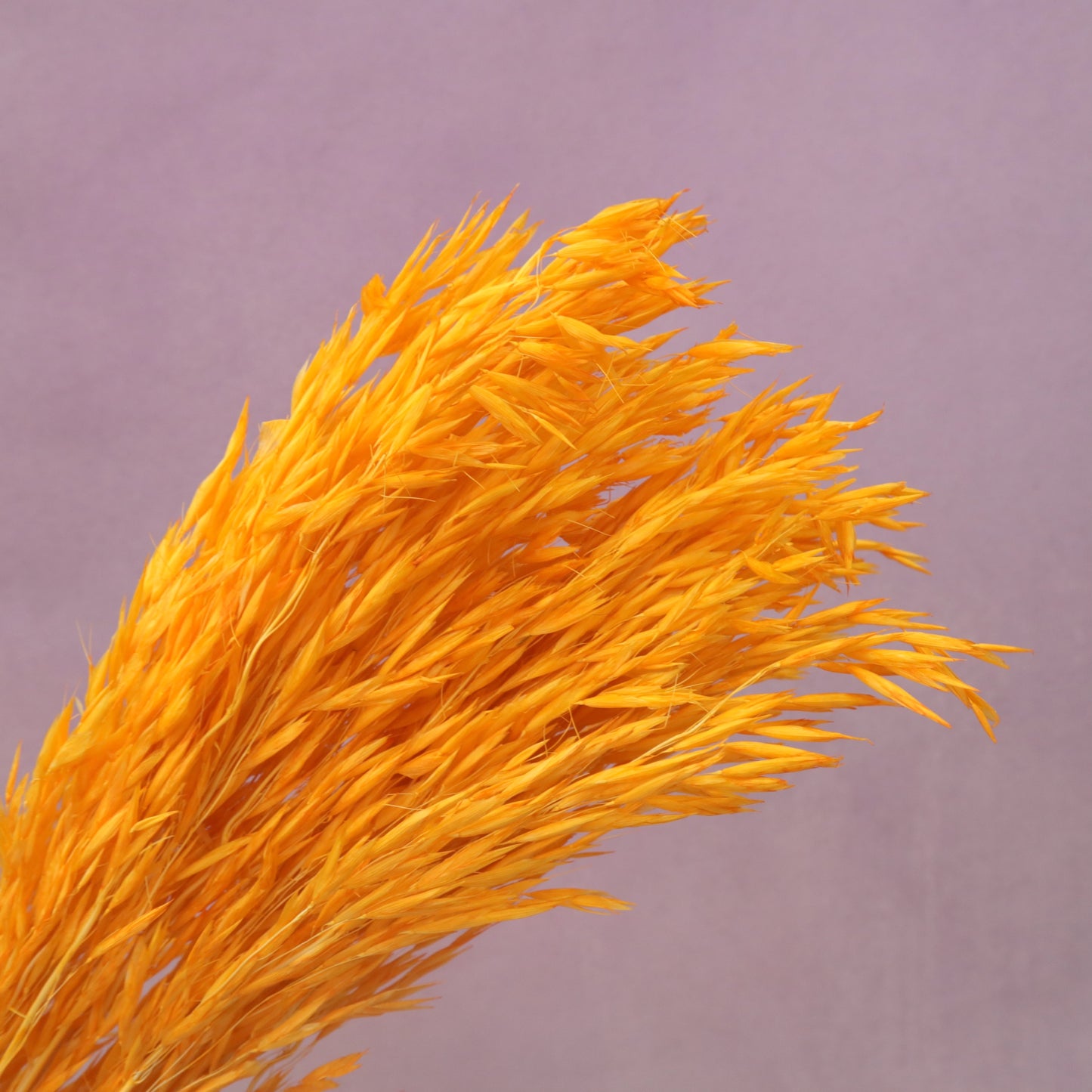 Dried Oat Bright Orange