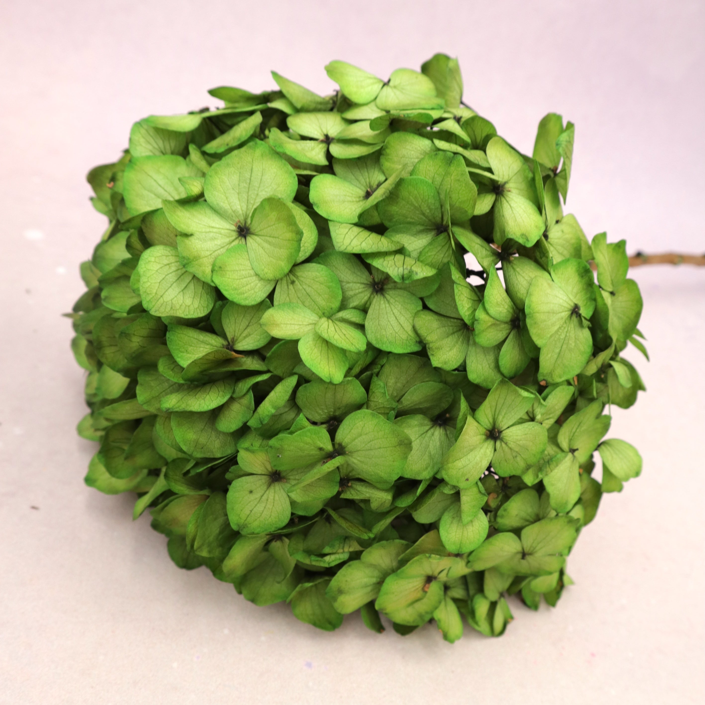 Hydrangea Bigleaf Yellow Green