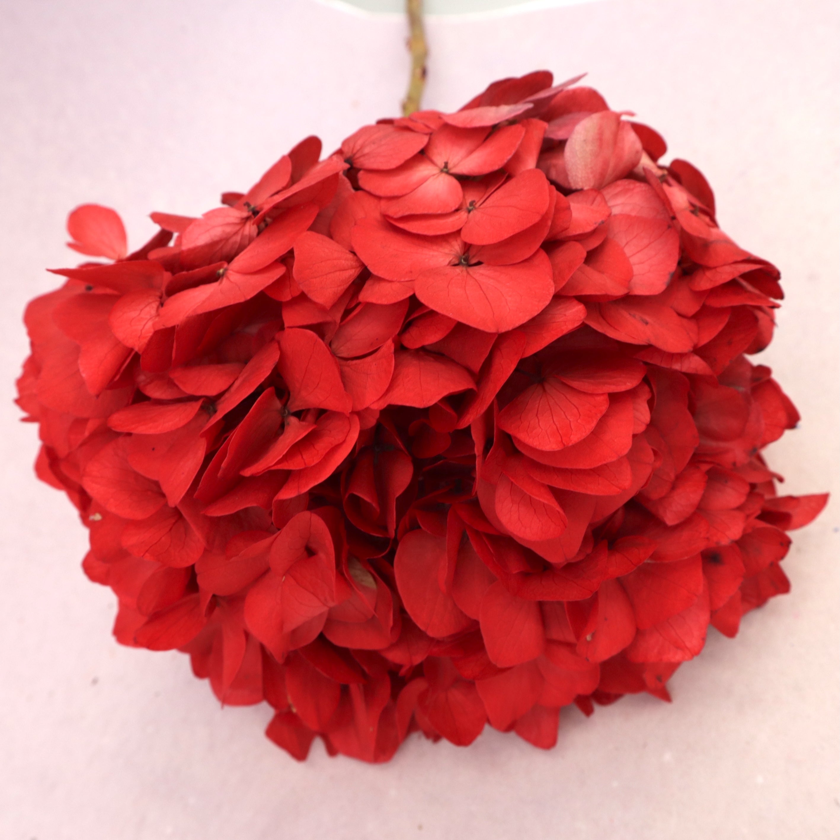 Hydrangea Bigleaf Scarlet Red