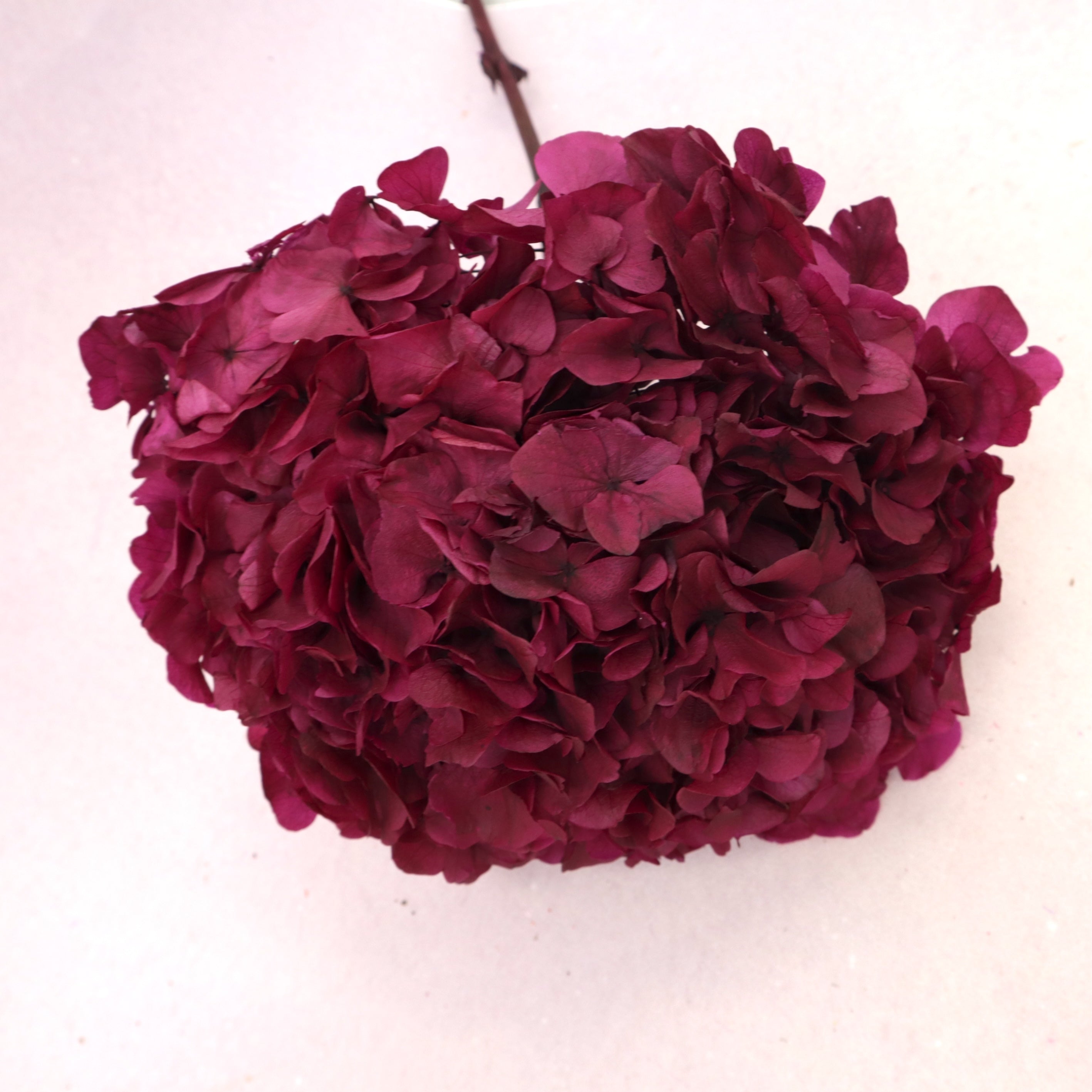 Hydrangea Bigleaf Burgundy