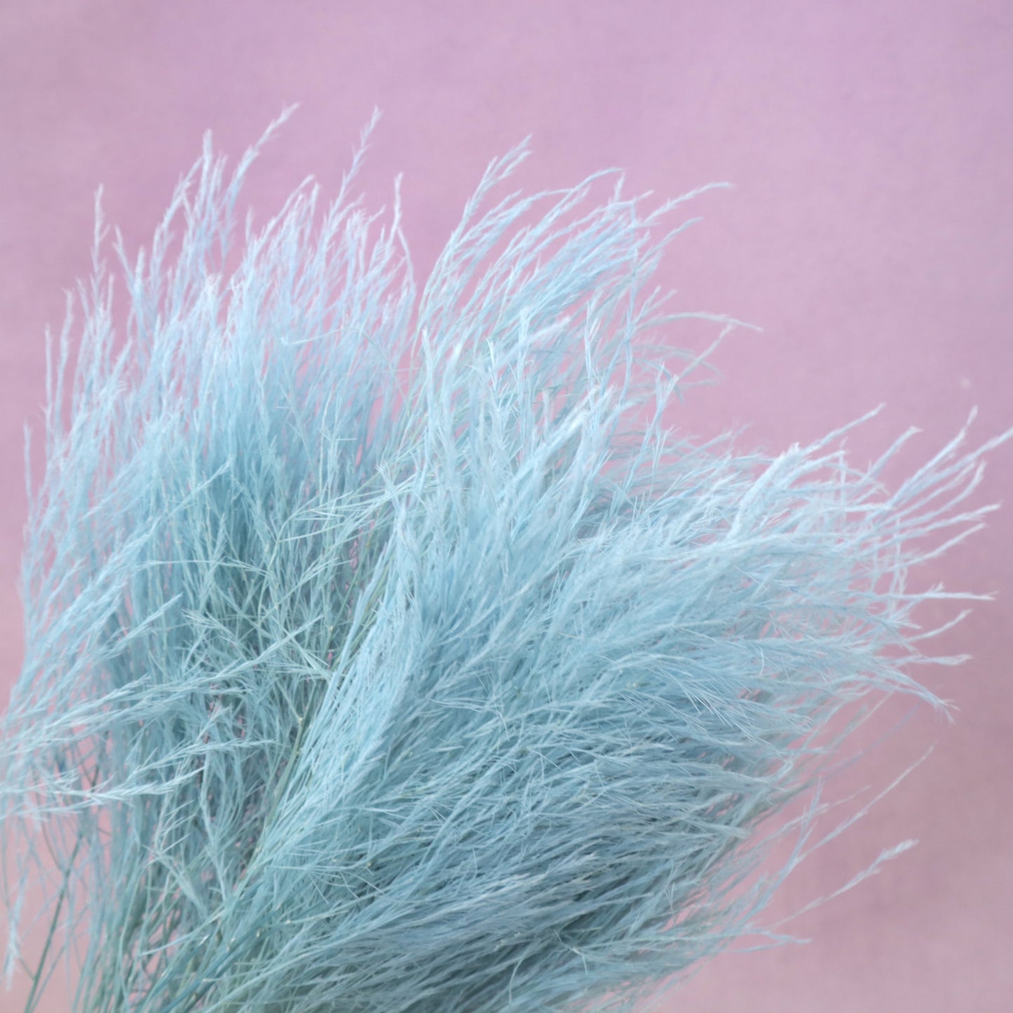 Tiki Fern Dusty Blue