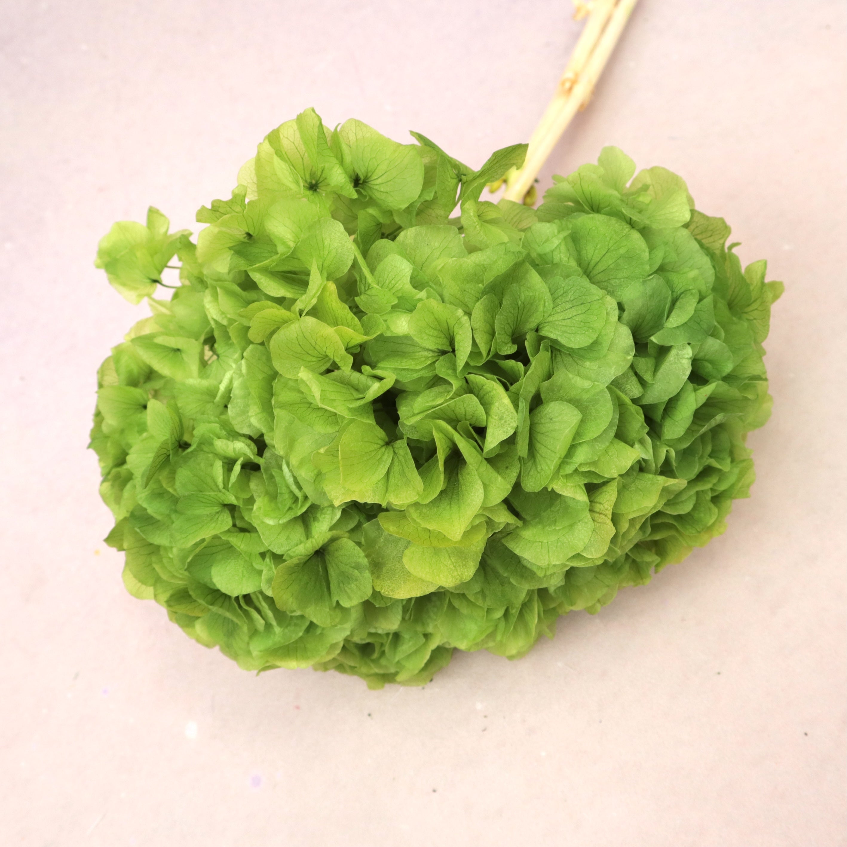 Hydrangea Bigleaf Apple Green