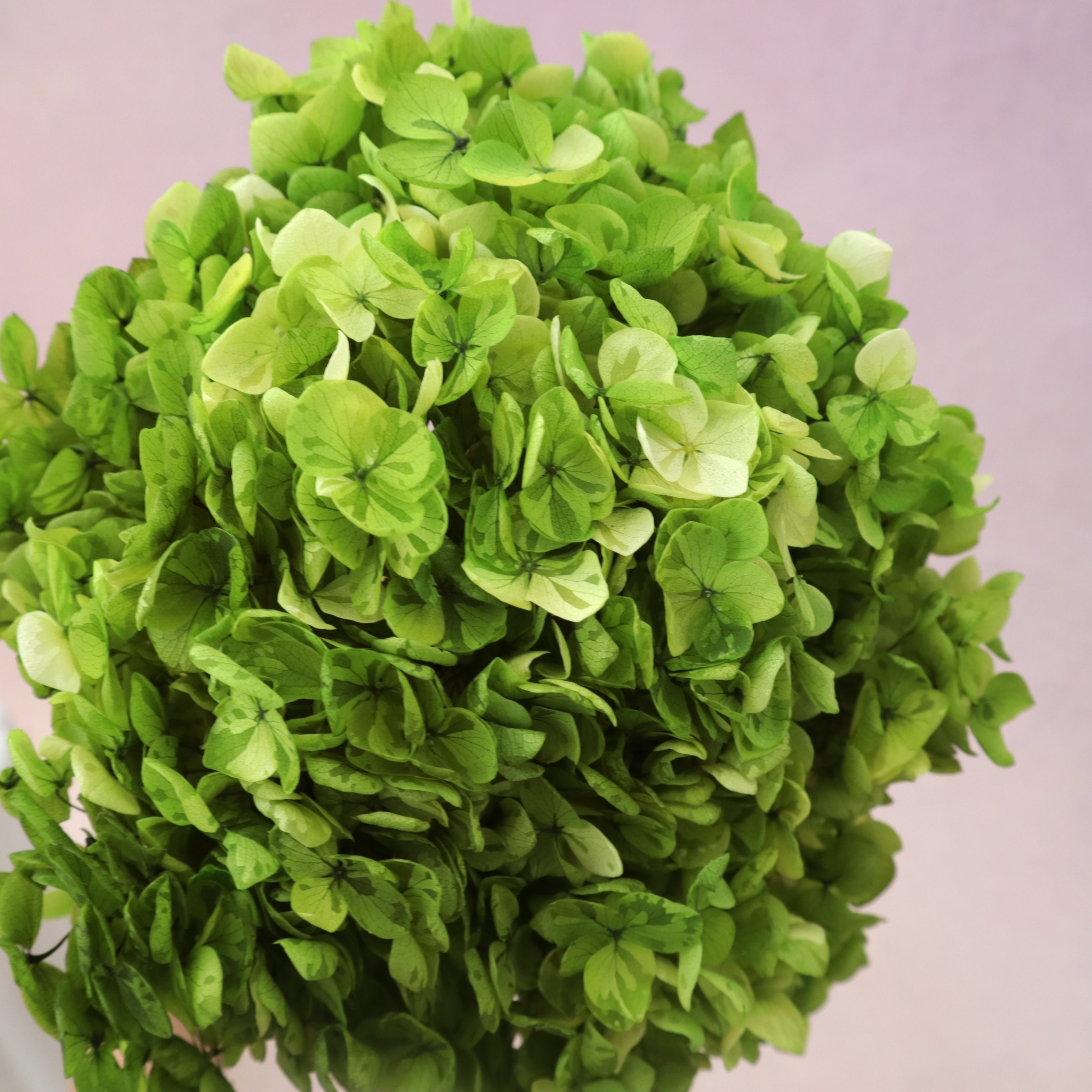 Annabelle Hydrangea Bright Green (Clearance)