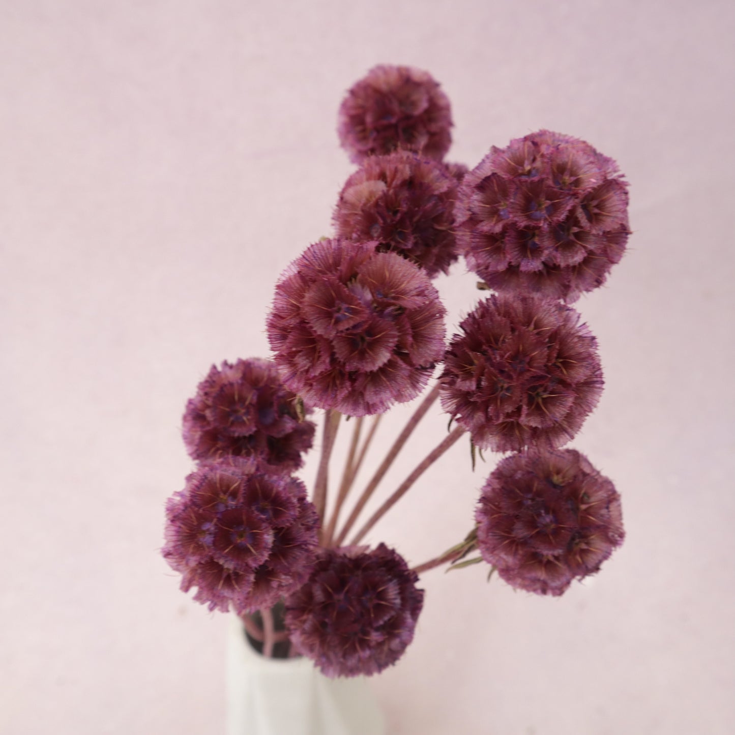 Scabiosa Burgundy