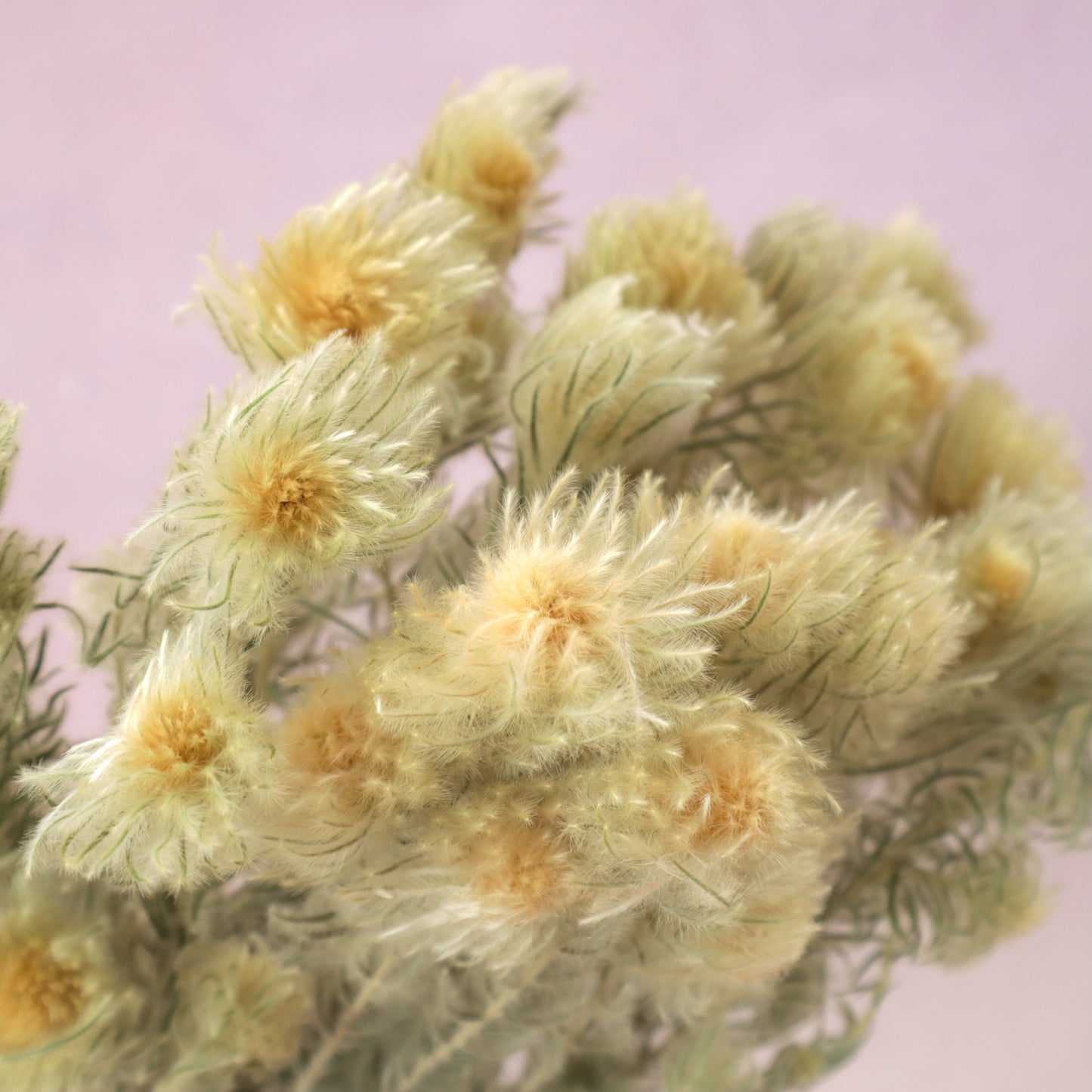 Phylica pubescens (Featherhead)