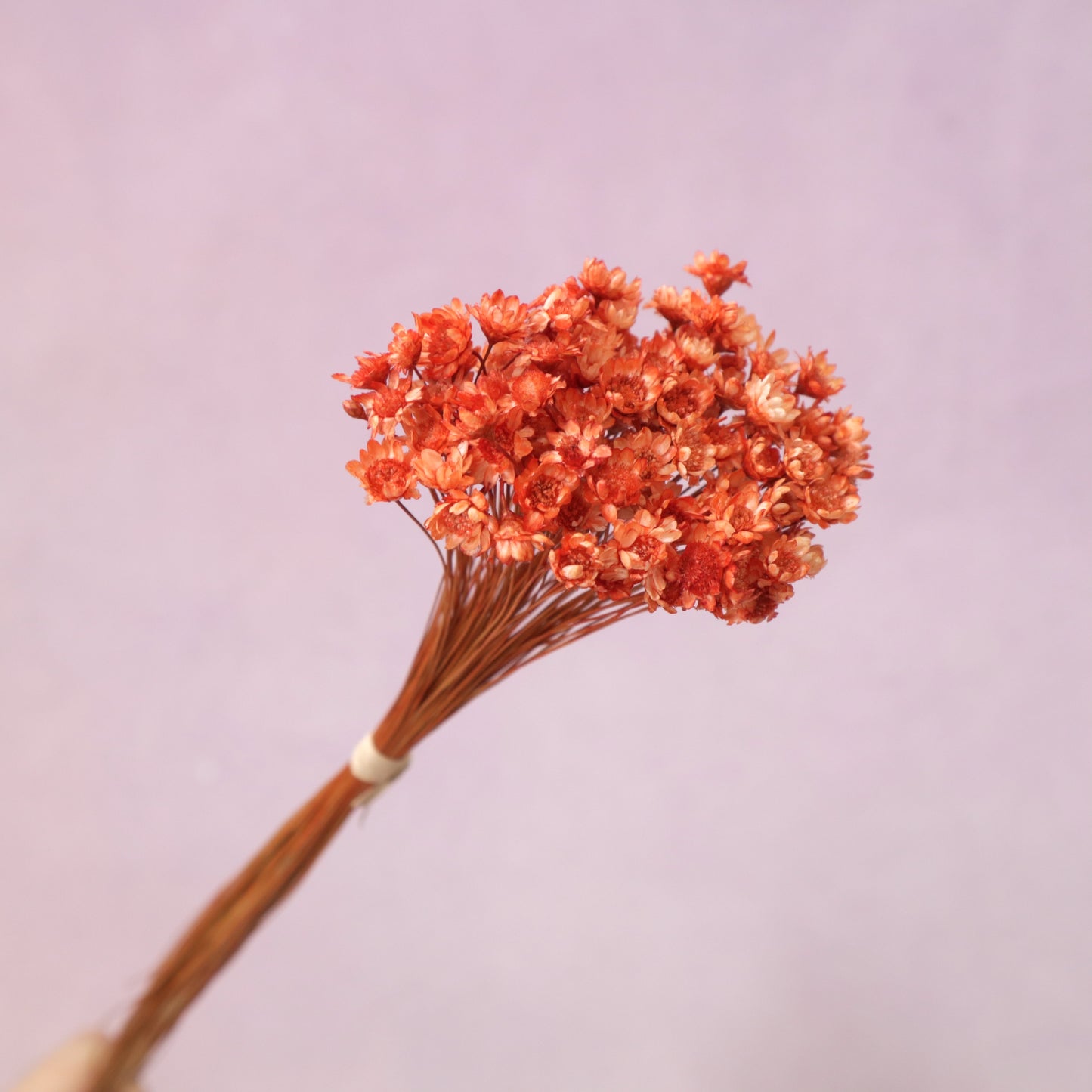 Star Flower Coral Red