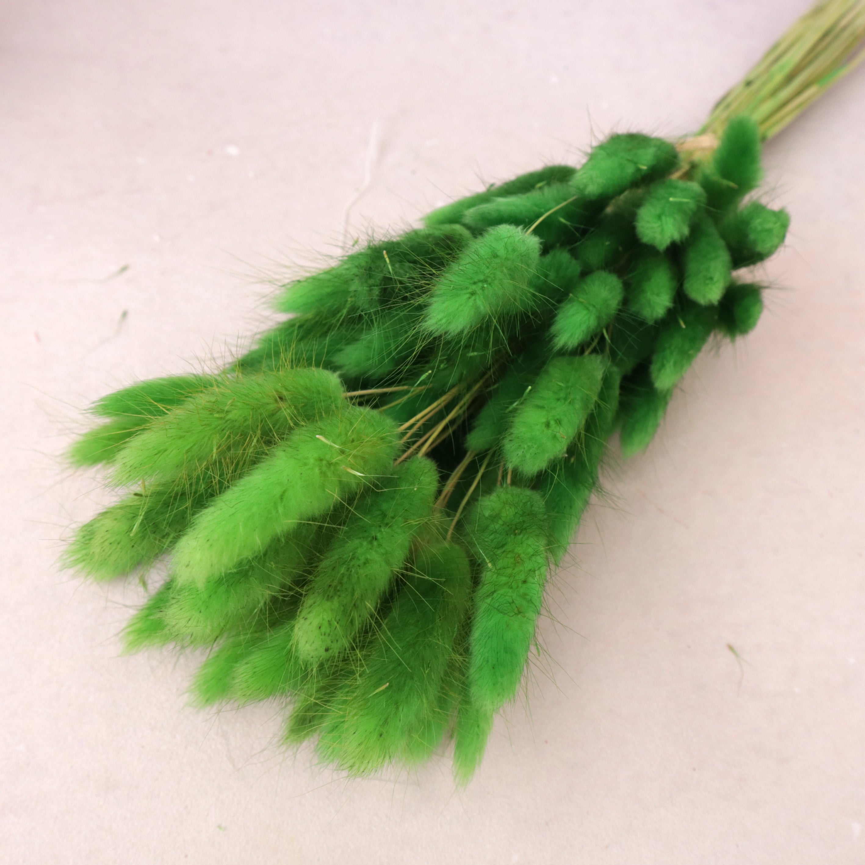 Bunny Tails Grass Green