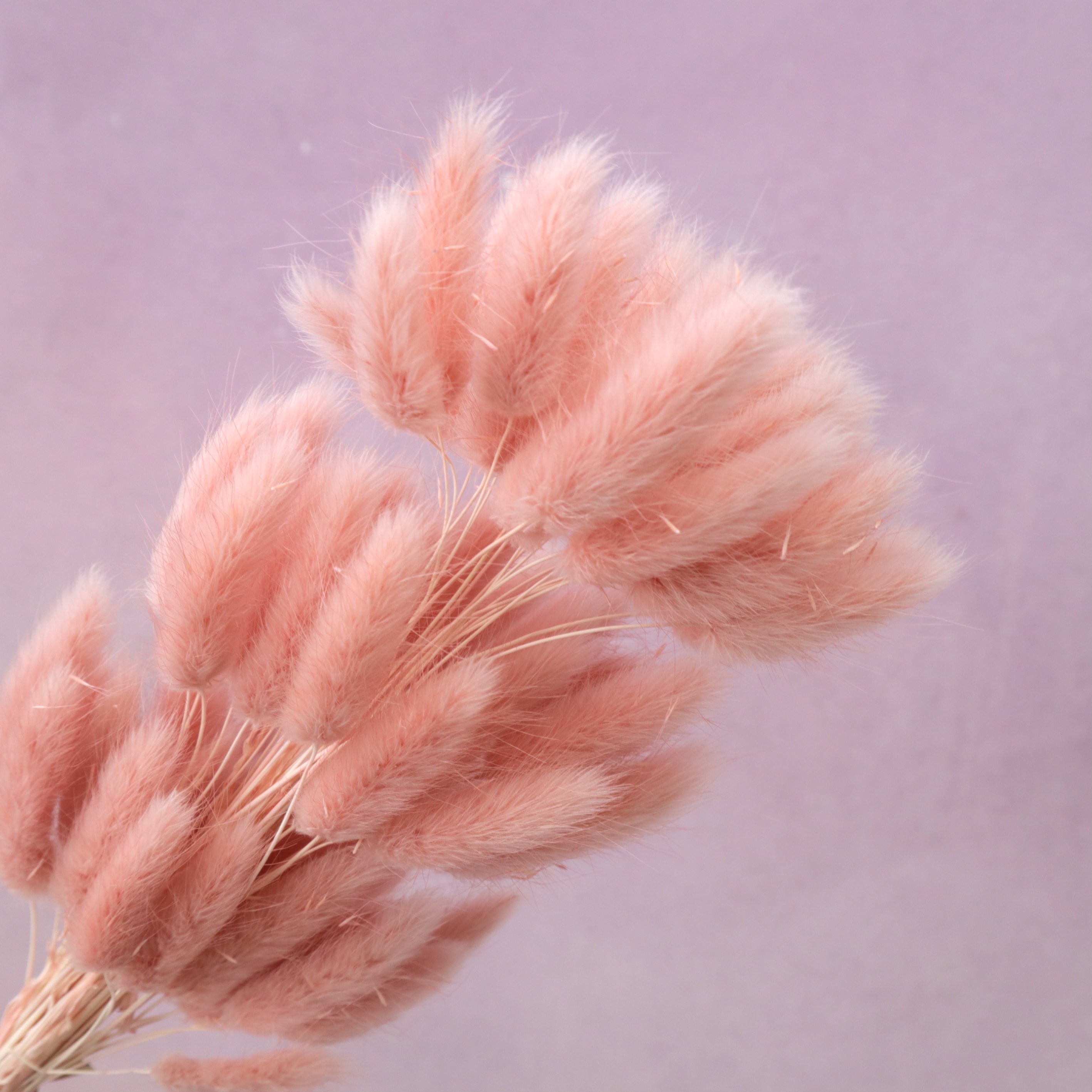 Bunny Tails Dusty Pink