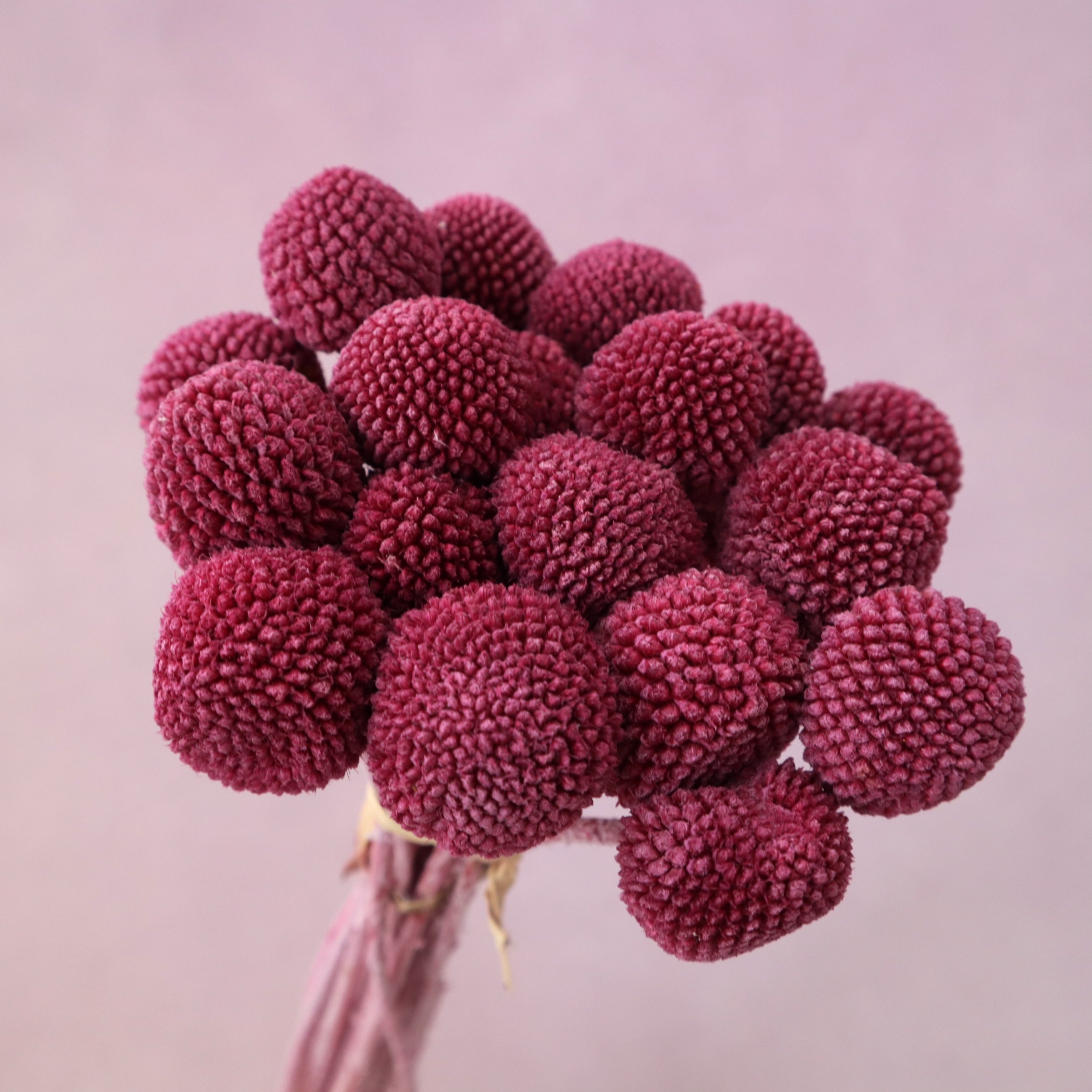 Billy Button Burgundy