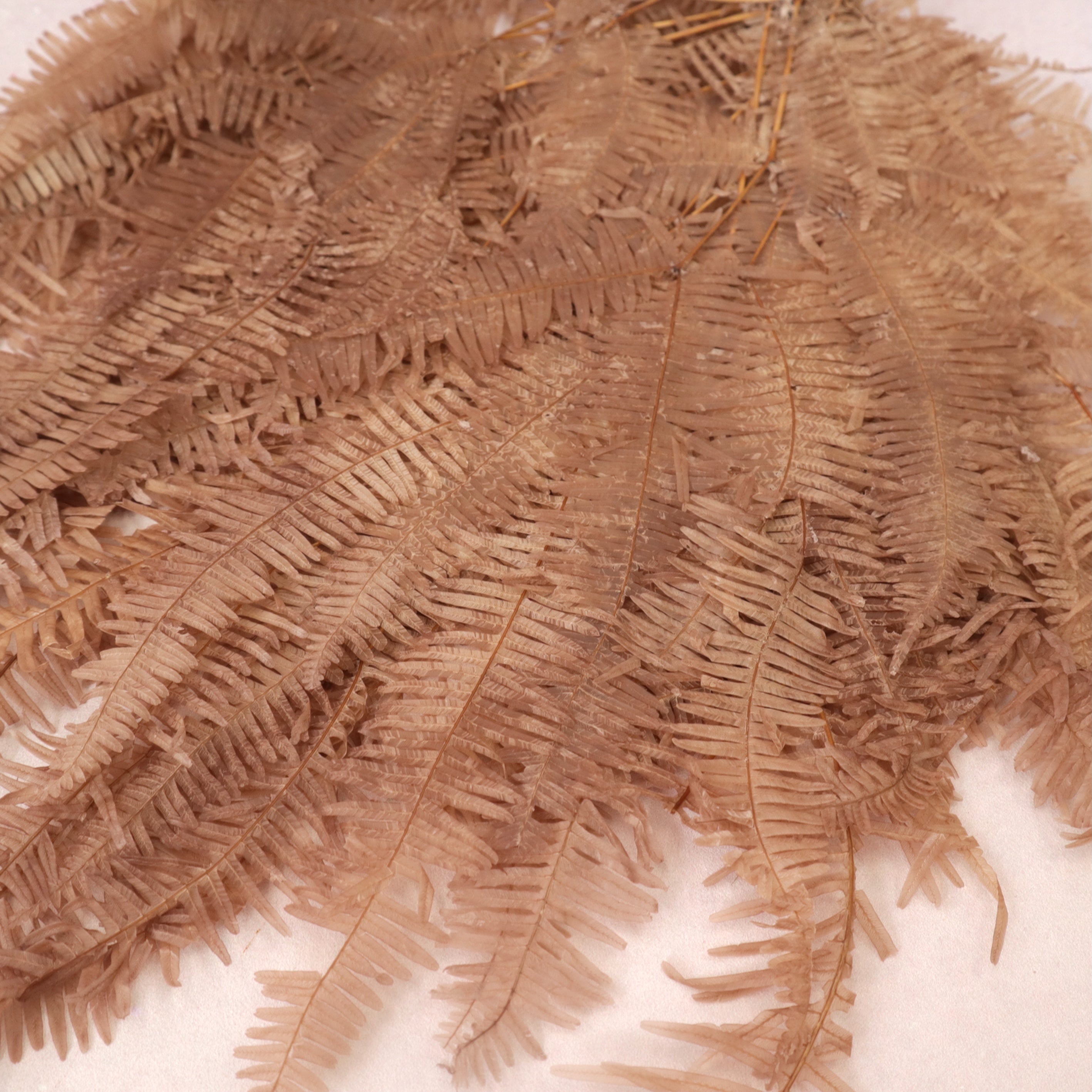 Mountain Fern Brown
