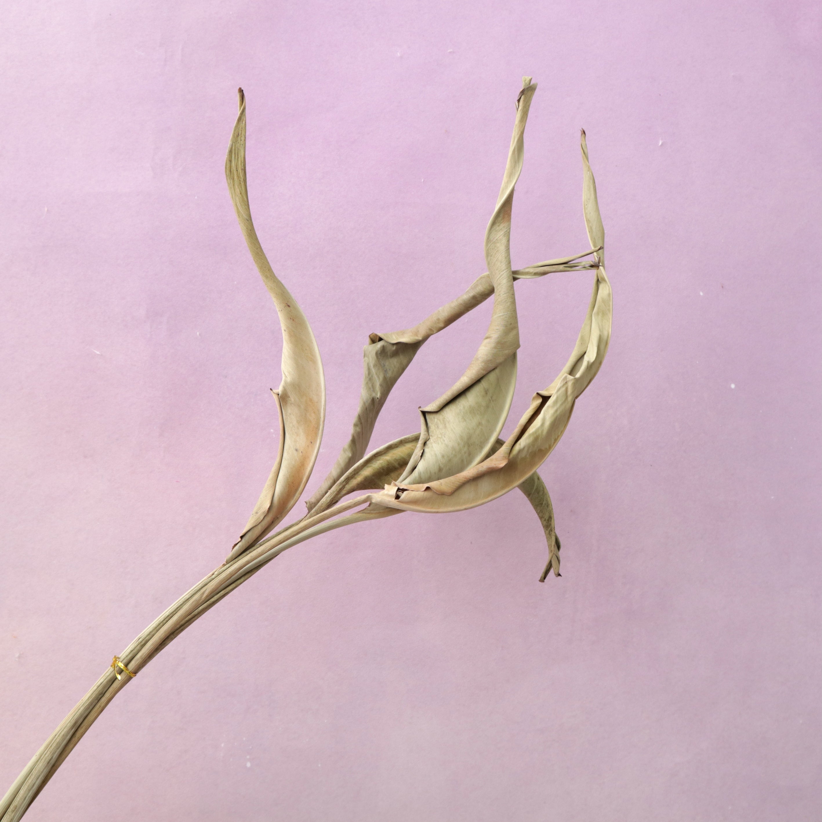 Dried Strelitzia (Bird of Paradise)