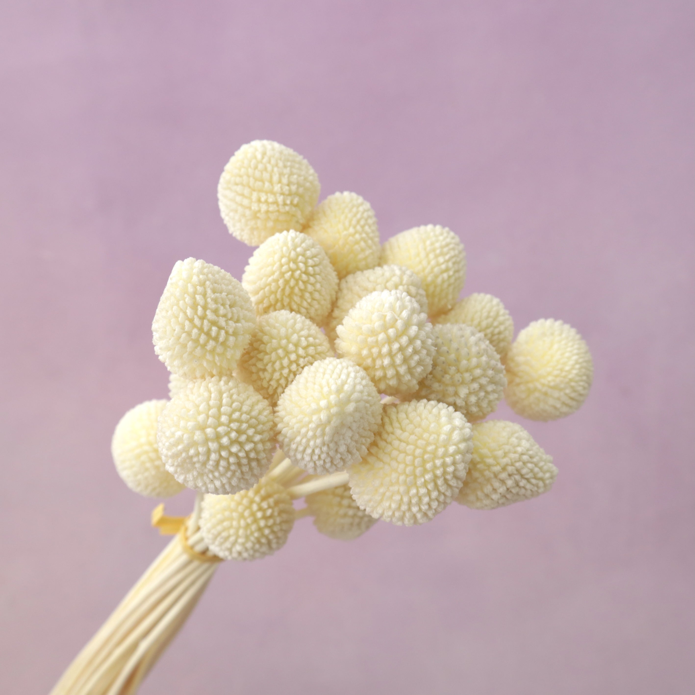 Billy Button Pastel Yellow