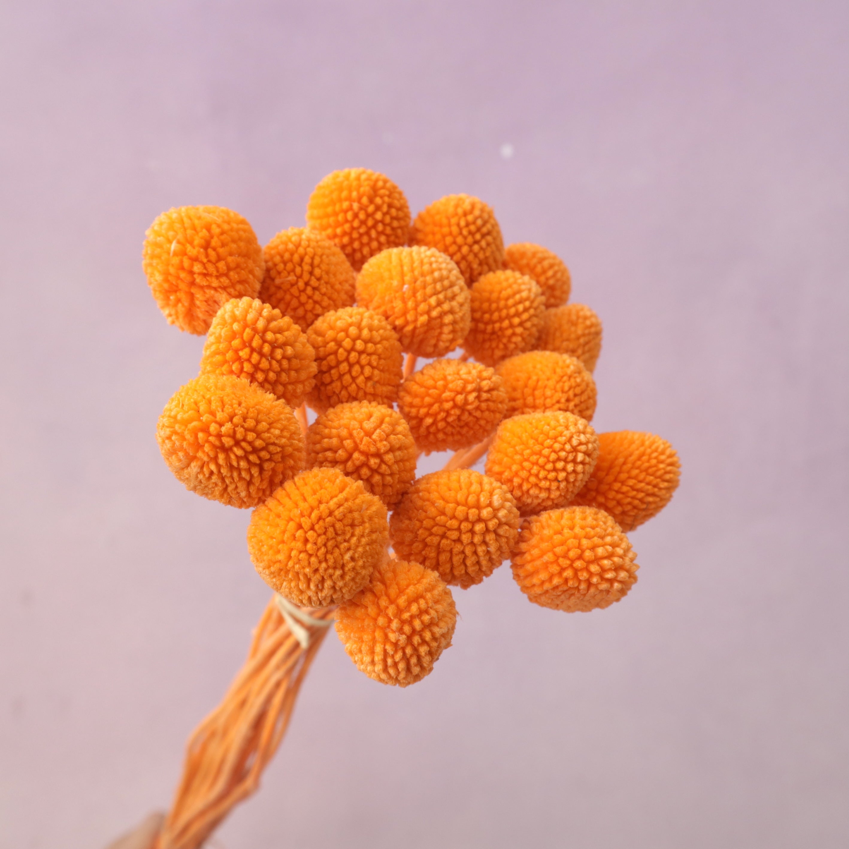 Billy Button Orange