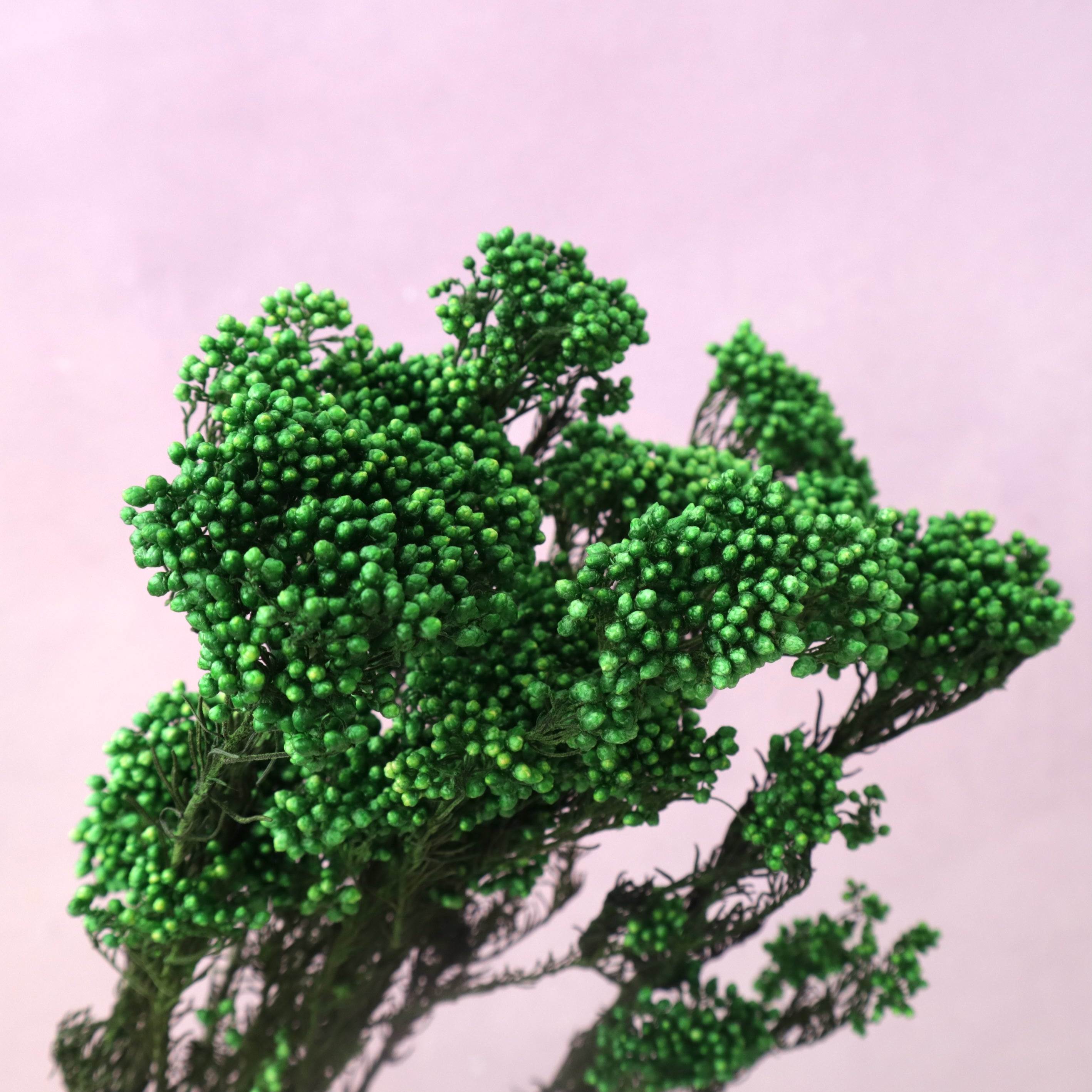 Rice Flower Forest Green