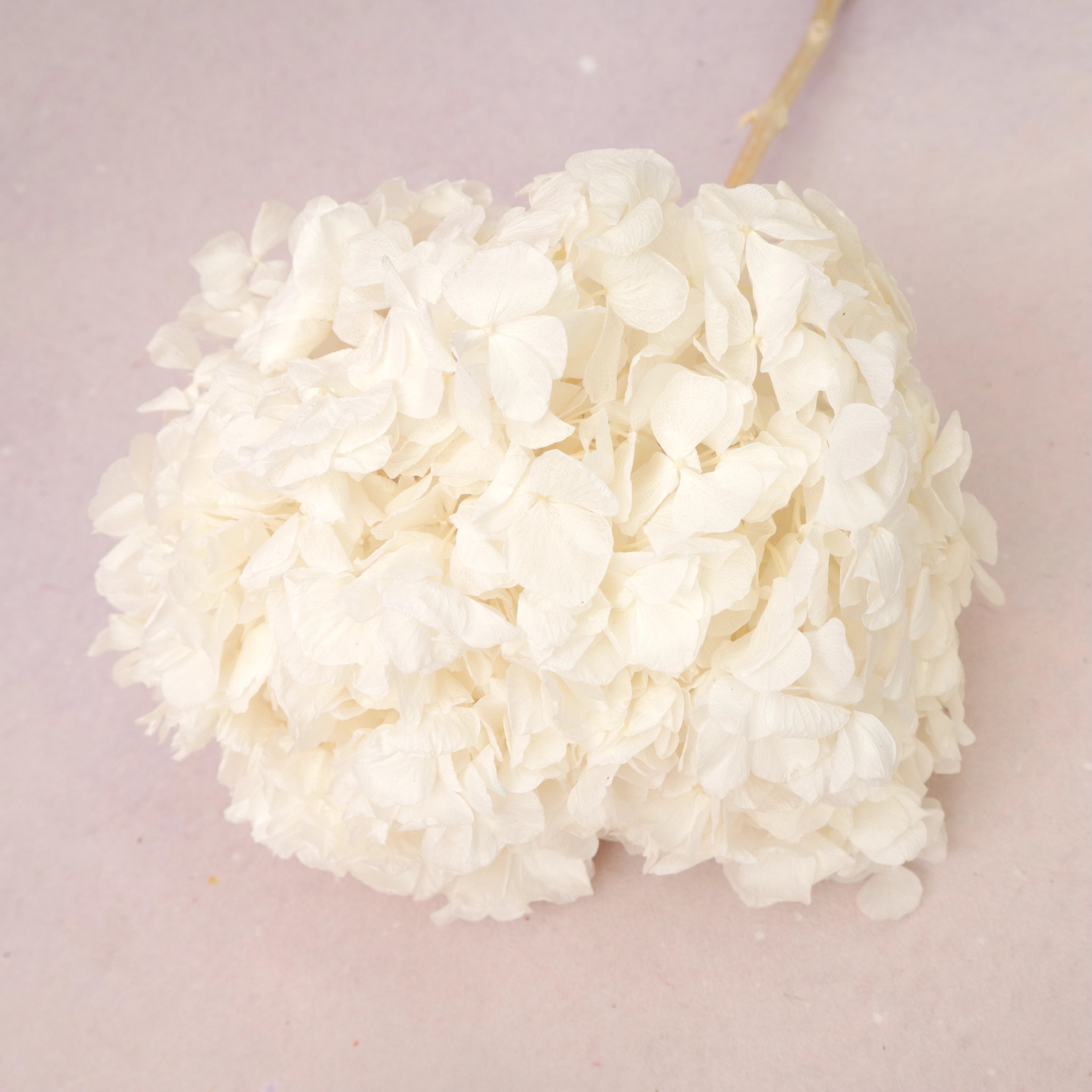 Hydrangea Bigleaf Off White