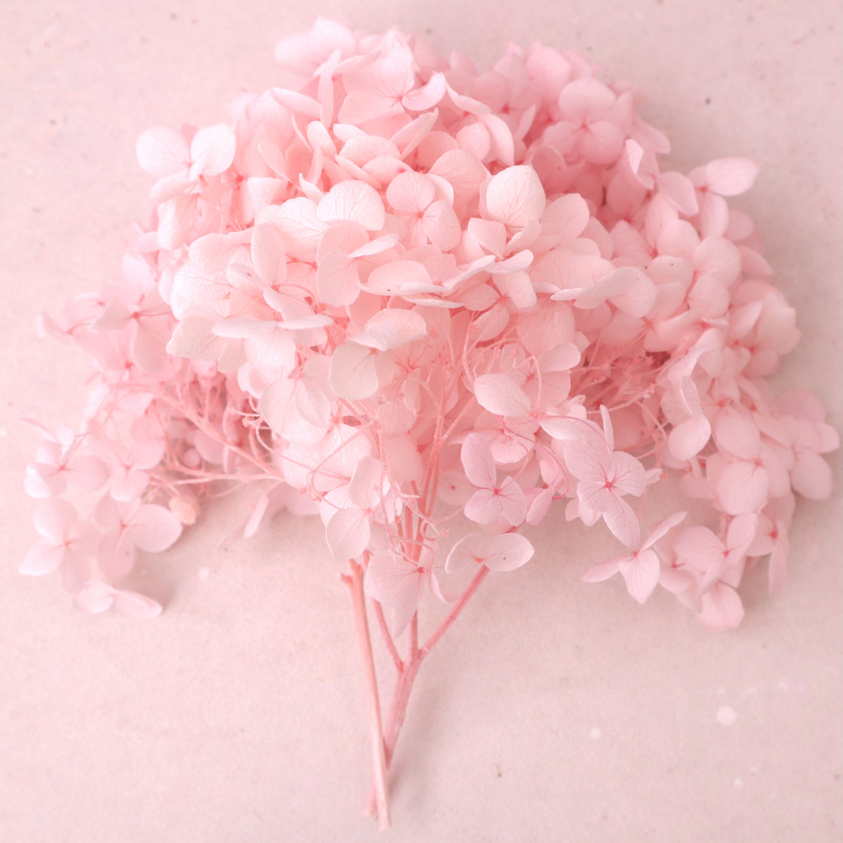 Annabelle Hydrangea 100g Box Pink