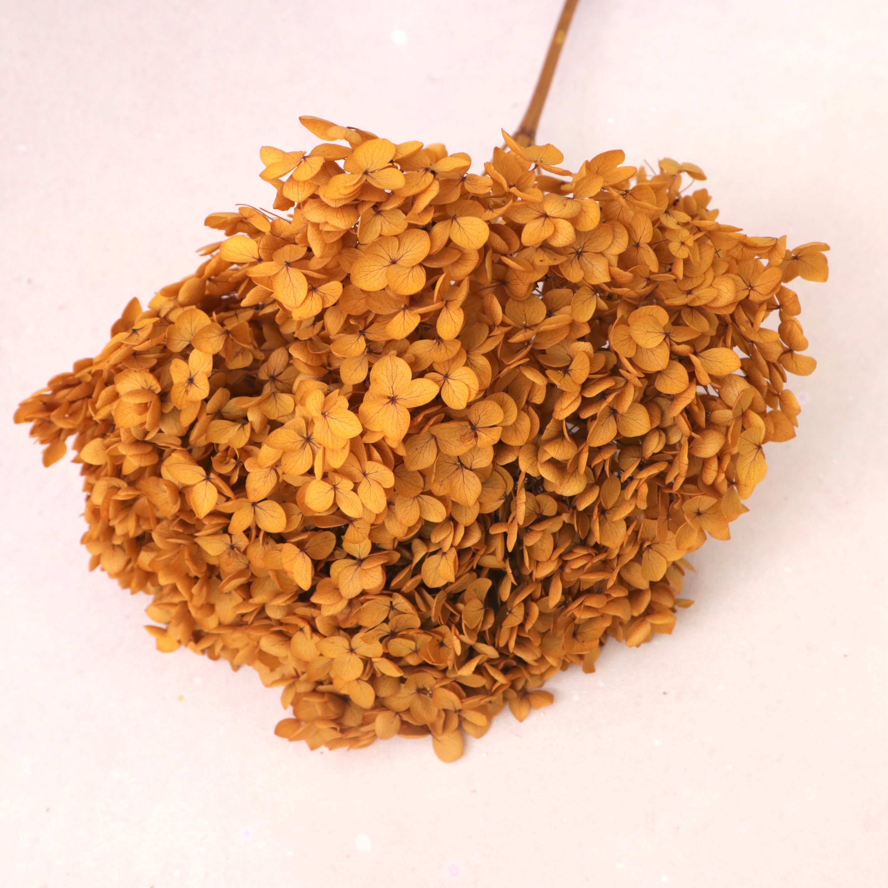 Annabelle Hydrangea Gold Yellow