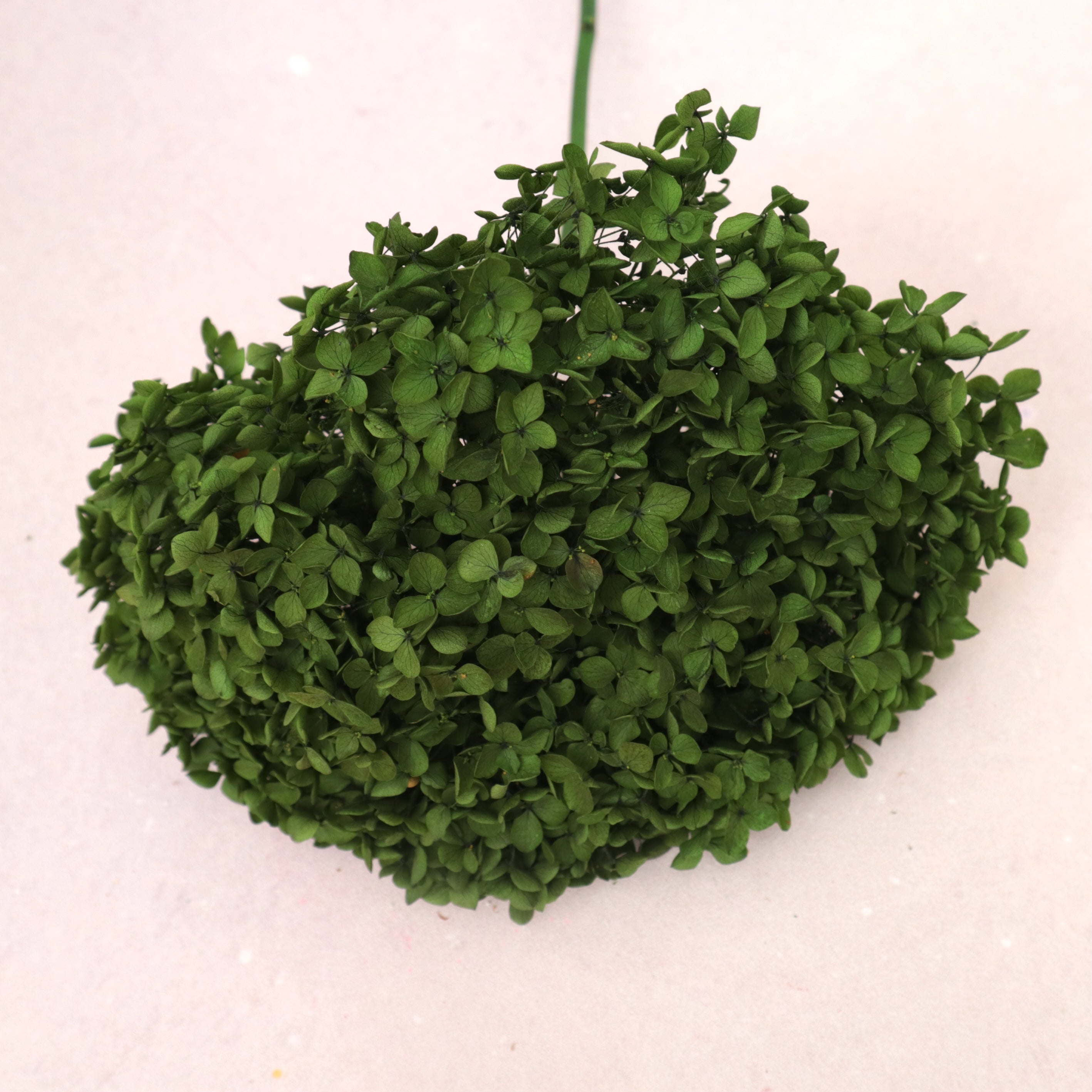 Annabelle Hydrangea Dark Green