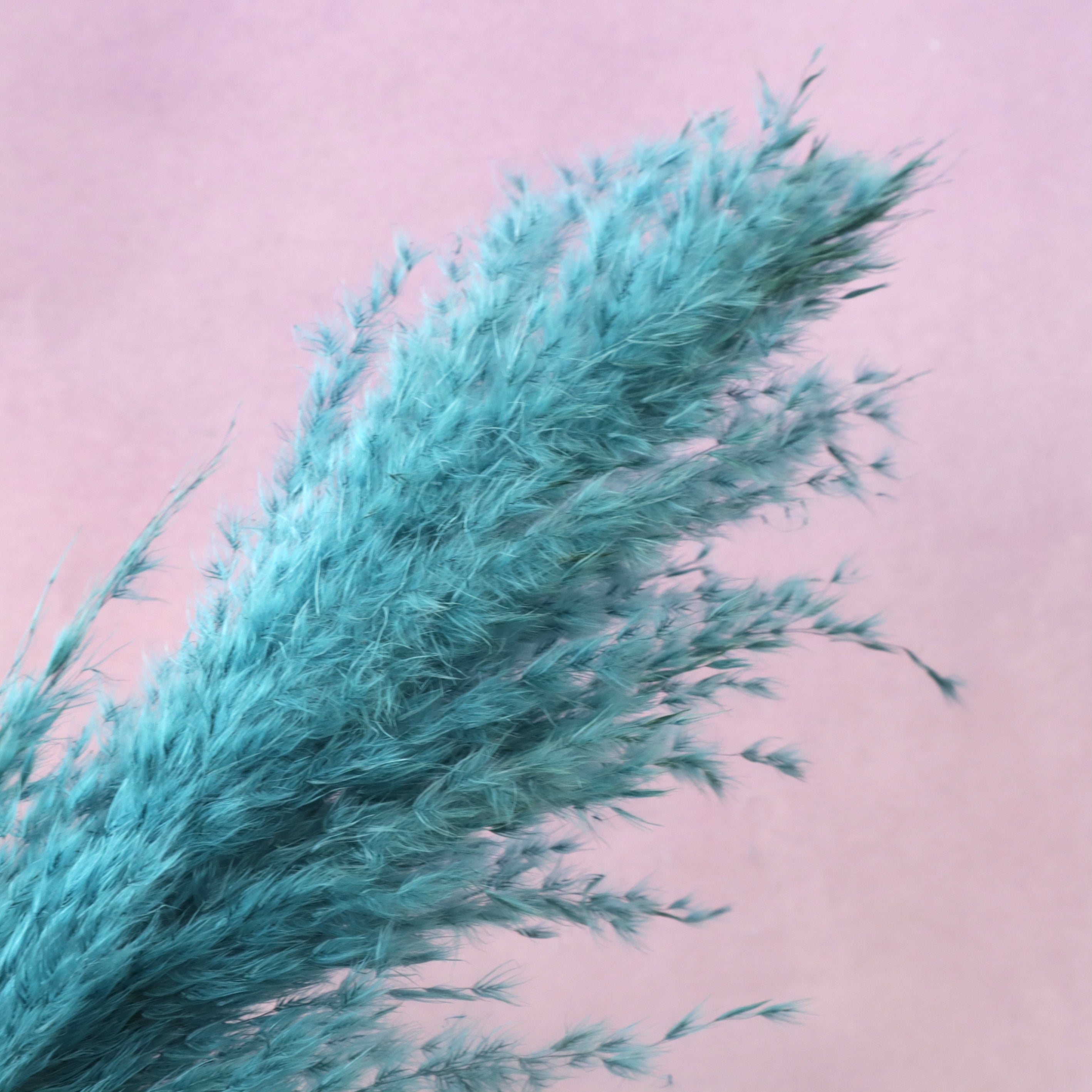 Pampas Grass Teal