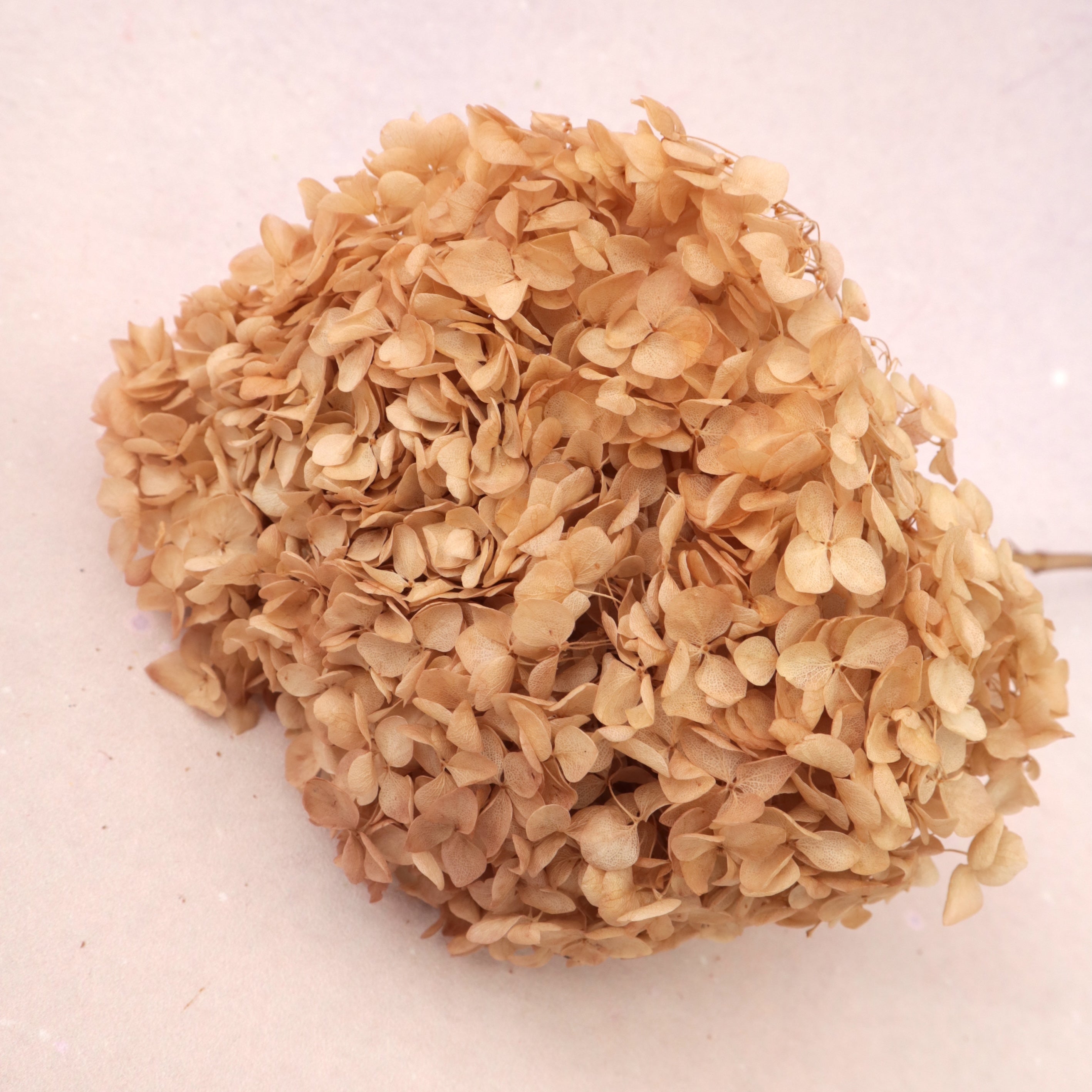 Annabelle Hydrangea Toffee